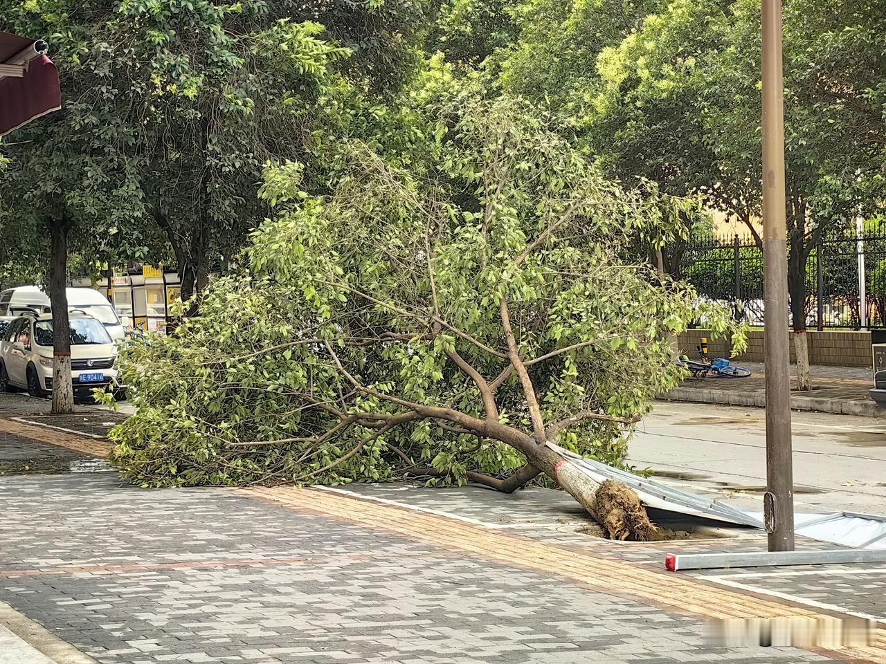 渭南前天、昨天连续两天晚上的雷雨大风，的确是大，个别树木连根拔起，人行道上树枝树
