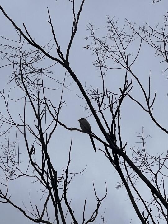 灰喜鹊好美啊怎么那么好看呢