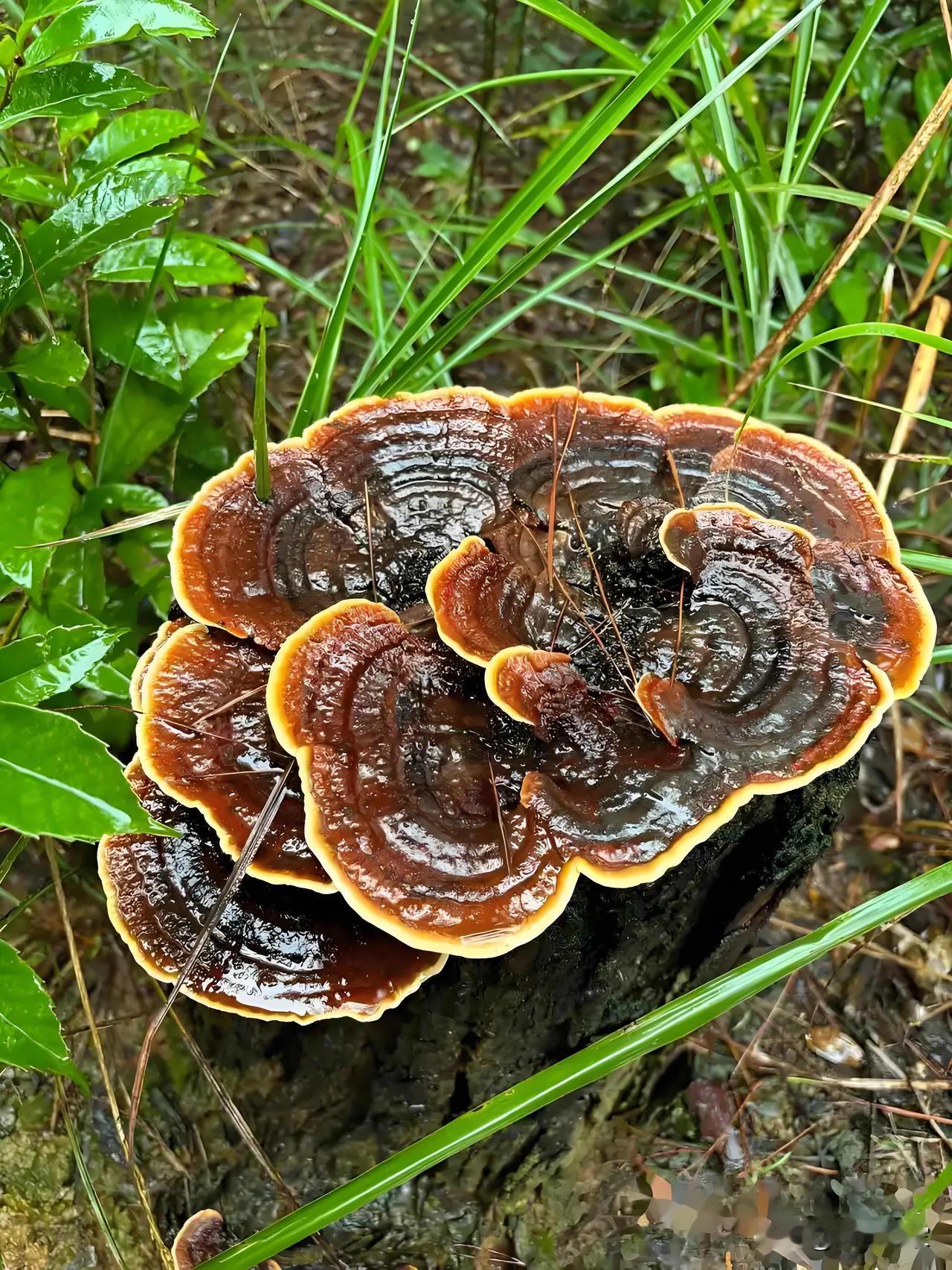 大理人石梁，一日入山采药，偶然发现一株磨盘大小的灵芝，看形态少说也有上百年了。石