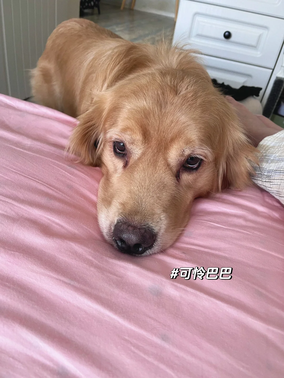 谁家金毛这么黏人啊