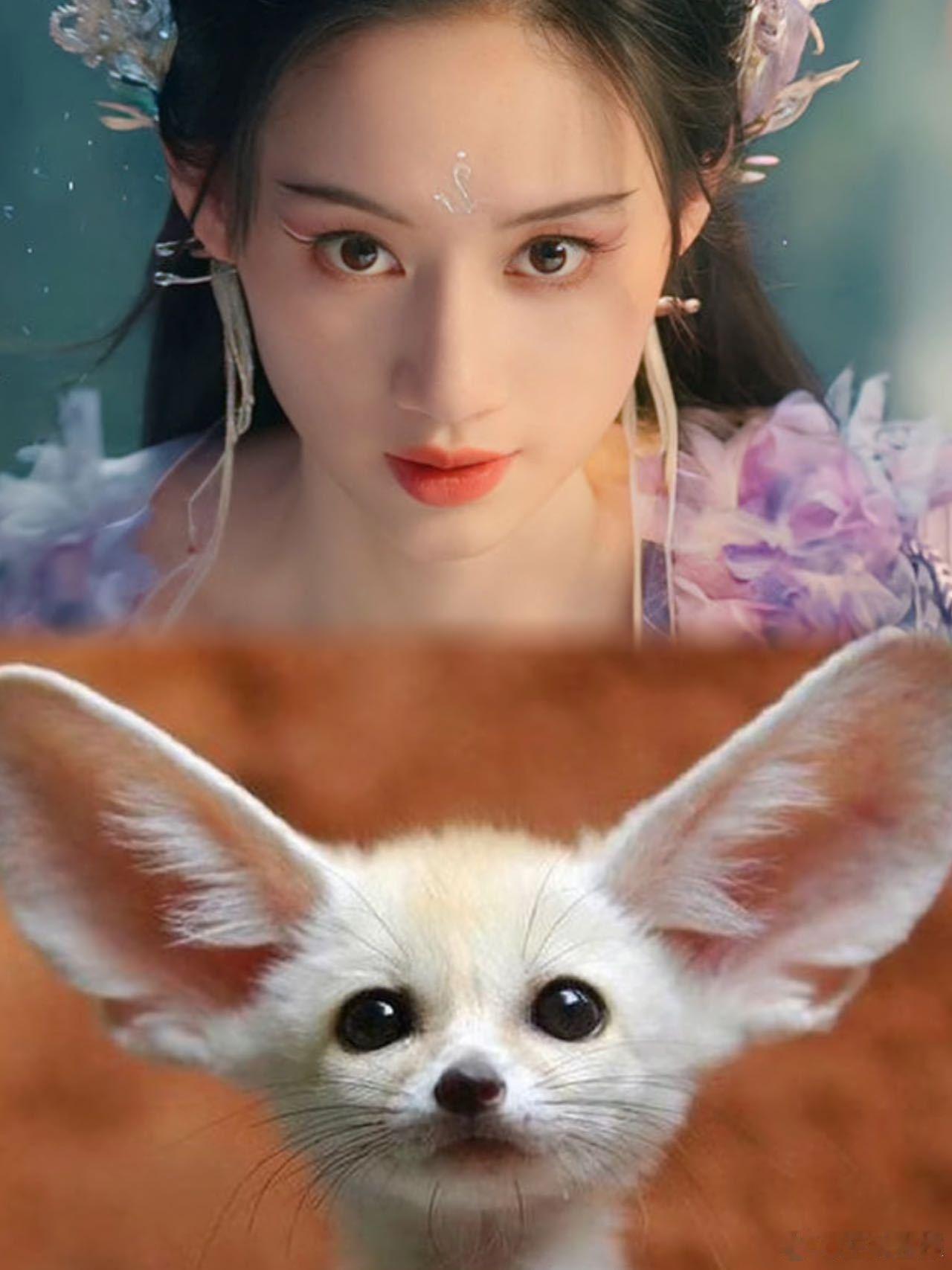 #郭晓婷的本命是大耳廓狐吧##郭晓婷凶起来好像大耳朵廓狐#  郭晓婷涂山雅雅的人