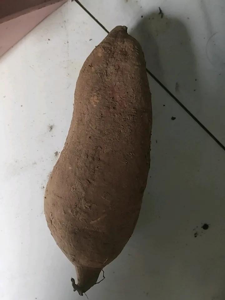 秋日生活打卡季自己家的地瓜看一下