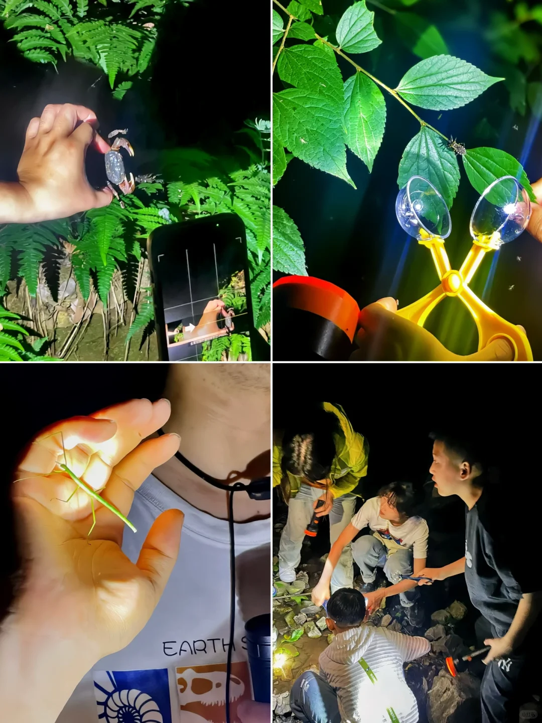 昆虫夜观🪲不爬紫金山，这次带娃来王家湾