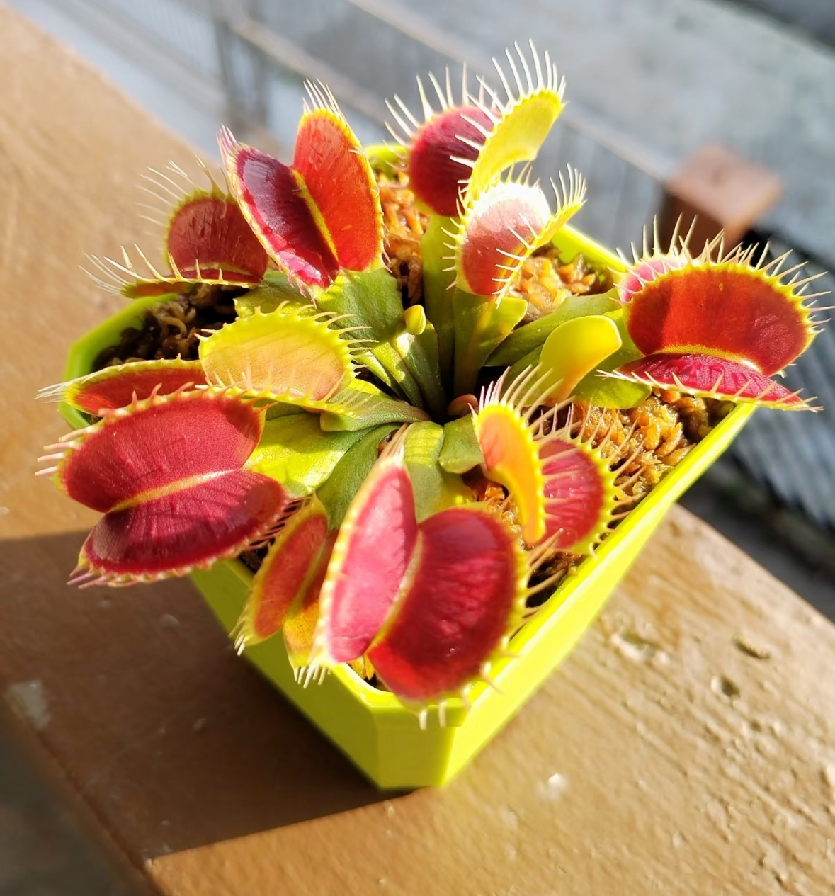 奇妙生物圈🌟冷知识百科 🧩捕蝇草十分奇妙的植物捕蝇草是一种多年生草本植物，属