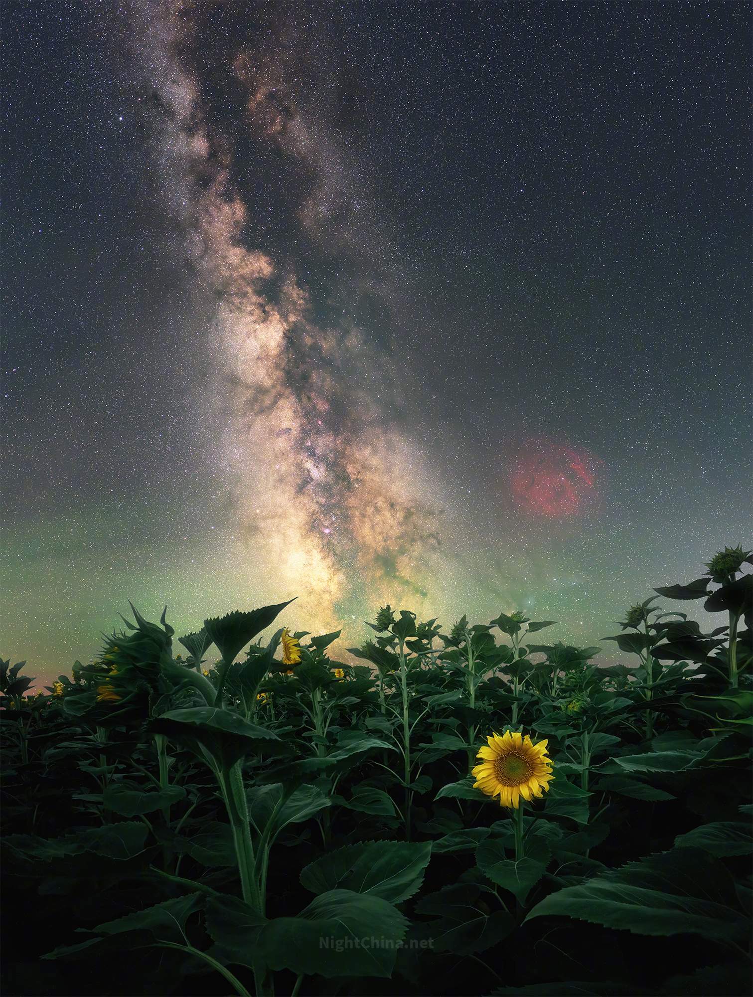 葵田里有一朵花，独自开在这个没有太阳的夜晚。银河从地平线涌起，金色的核心蔓延至深