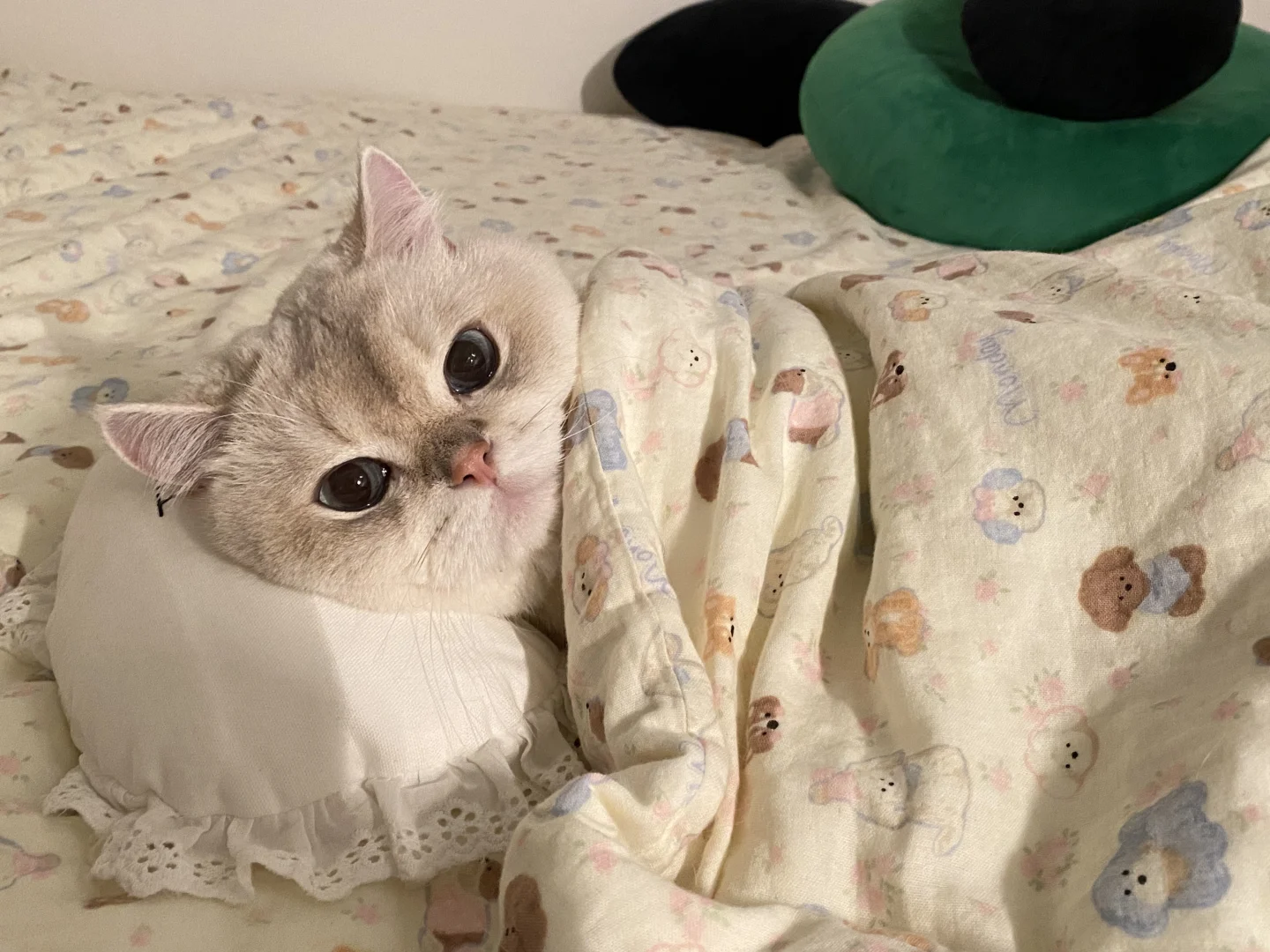 怎么眼泪汪汪🥺