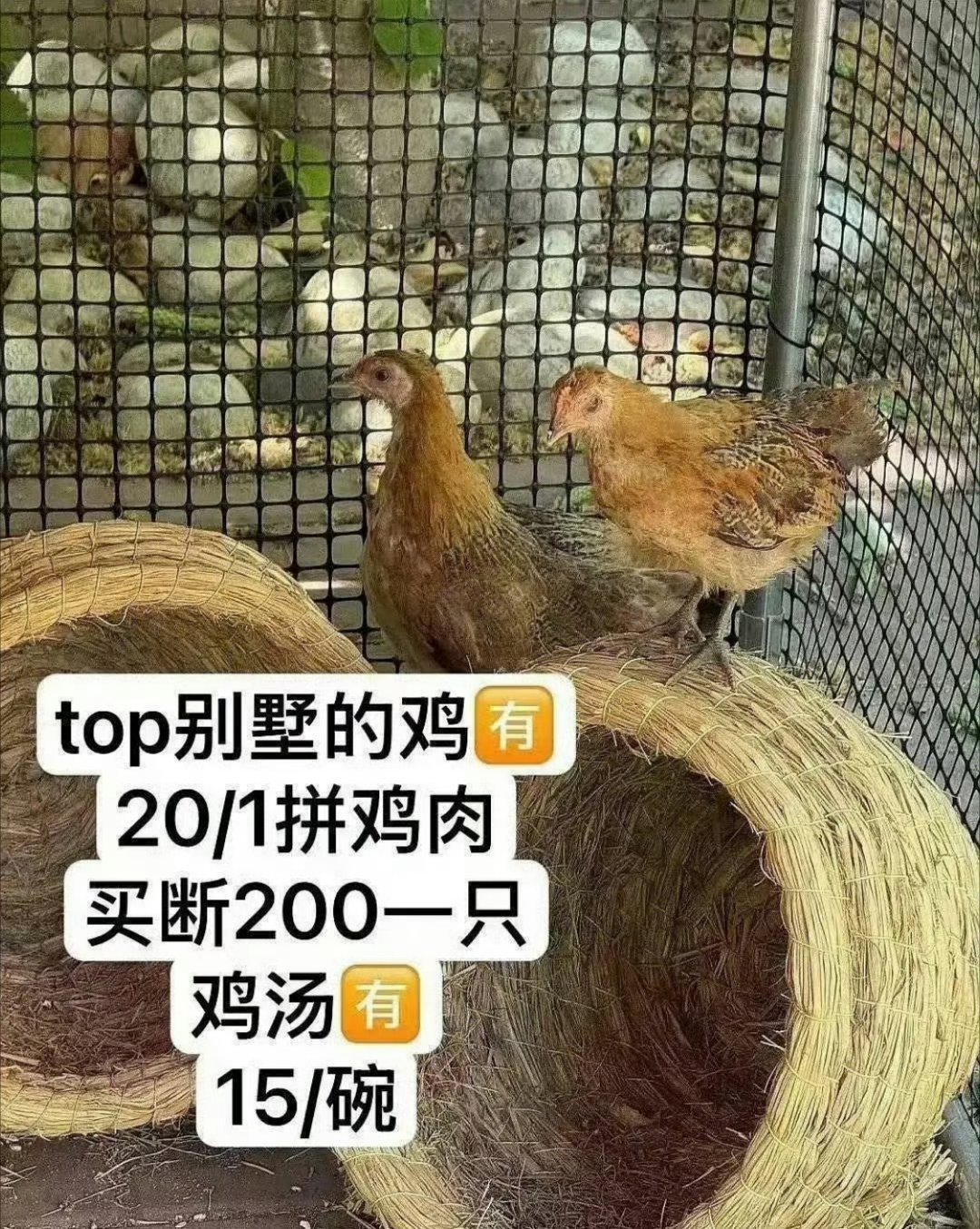 曝私生偷了张极养的鸡曝张极养的鸡被私生偷走还公然叫卖，200元一只鸡、15元一碗