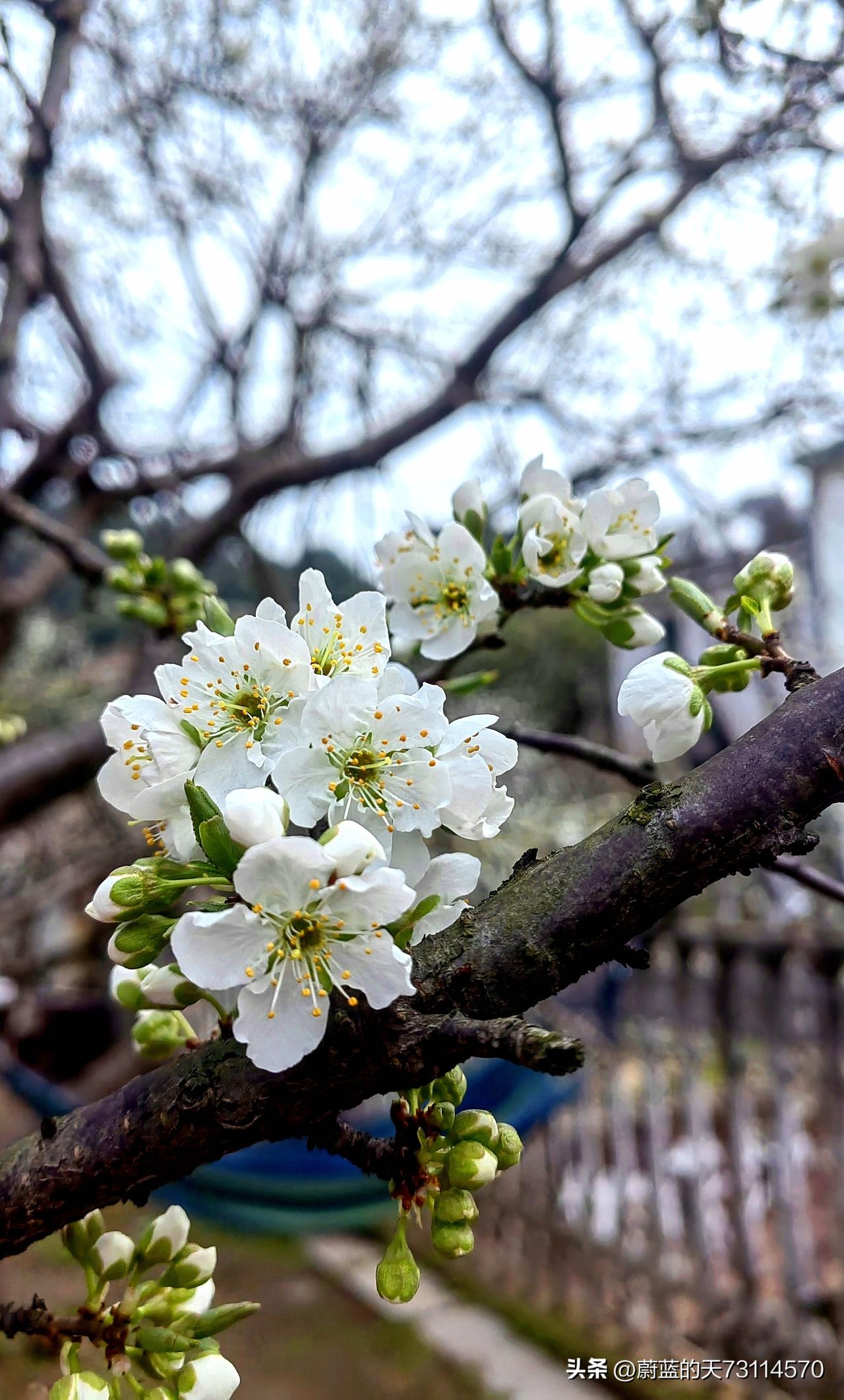 [玫瑰][玫瑰]春风送暖百花开，李花怒放一树白。阳春三月，雪白的李花竞相绽放，宛
