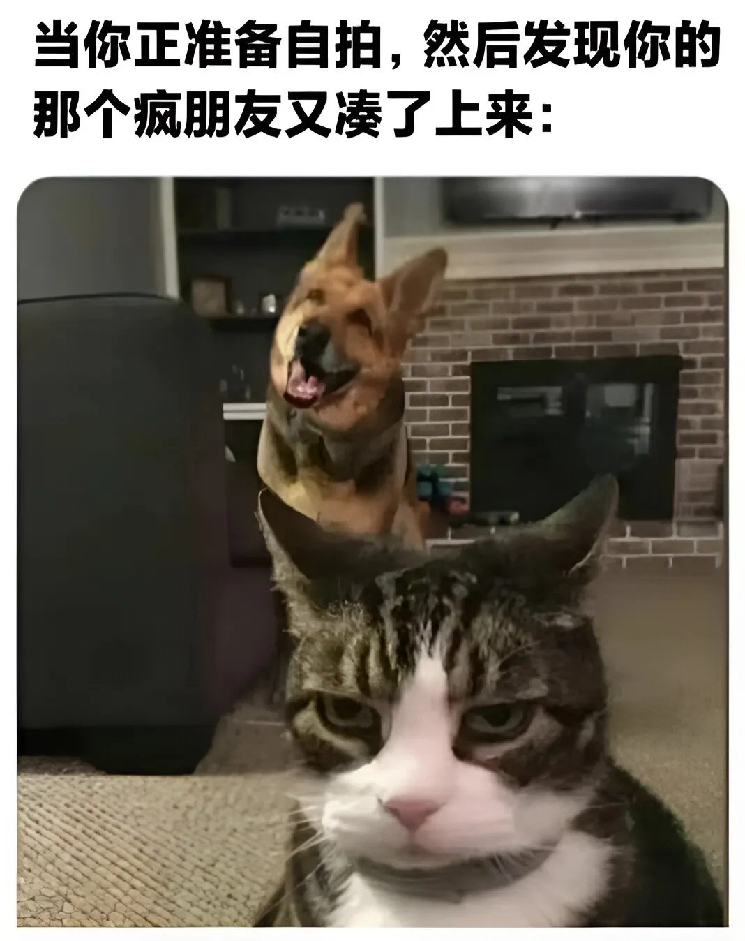 [哼] 一些猫meme  / 