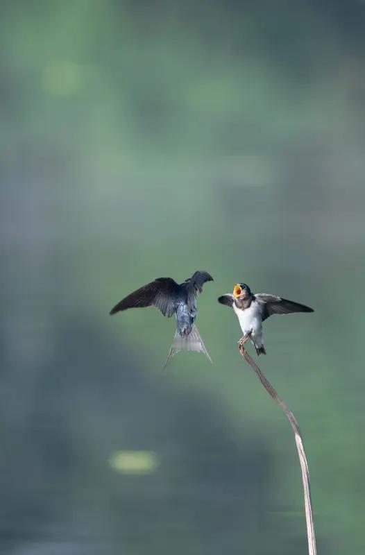 清风徐来花自舞，你对下联晨光初照燕双飞。