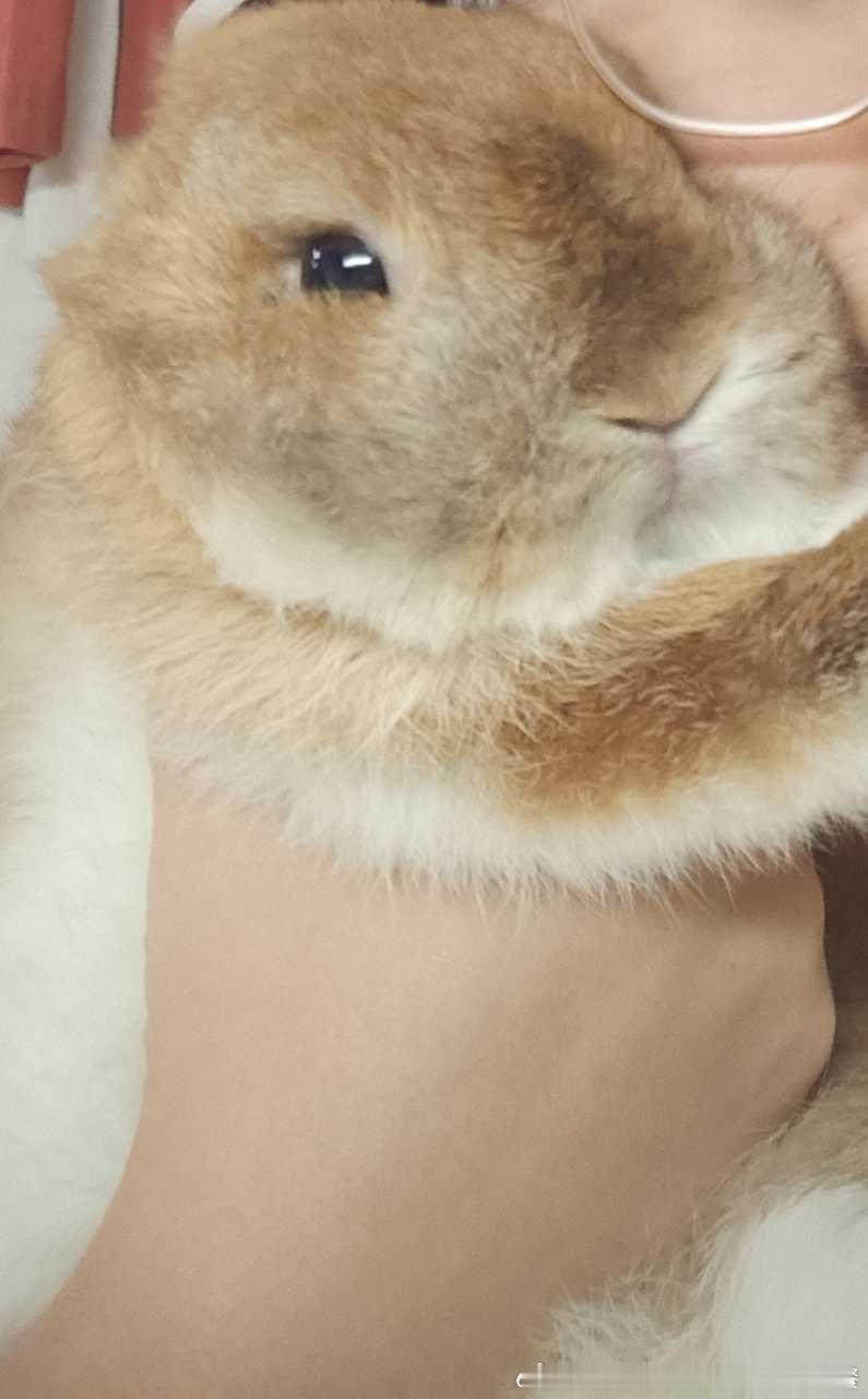13575🐇【挟持】兔 