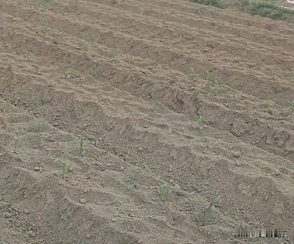 坐标广西来宾，今年受旱灾最严重的地级市！

清明过后，仍无法种水稻。之前种下的玉