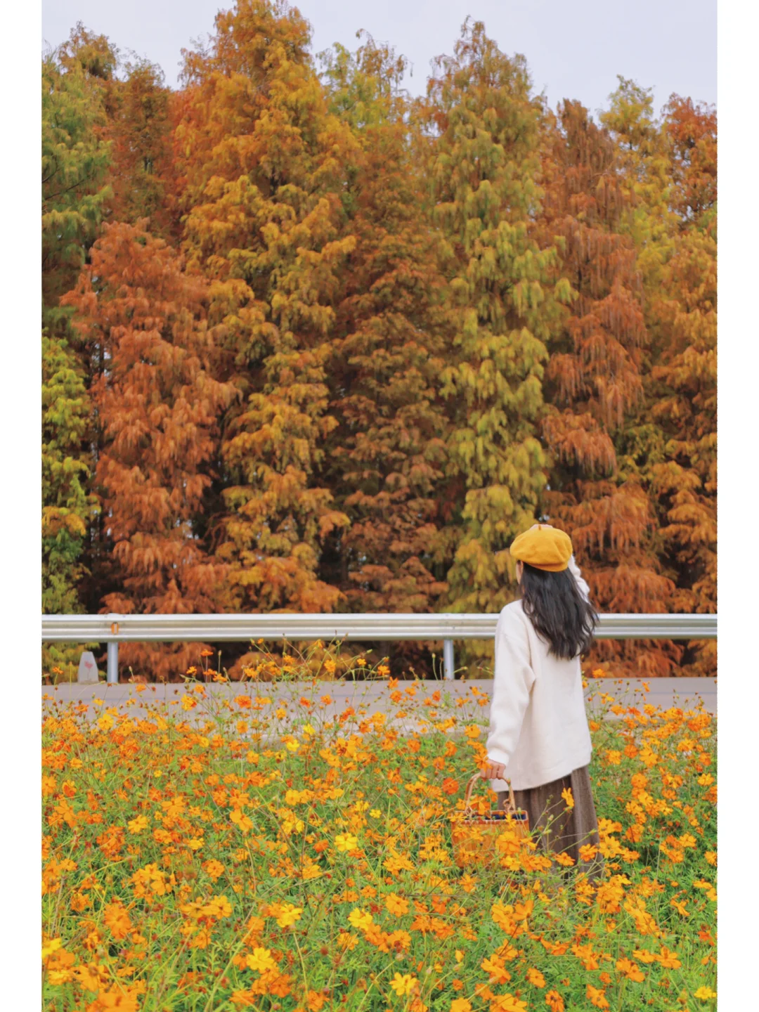 广州周边｜冬日落羽杉花海🍂美得像一幅油画