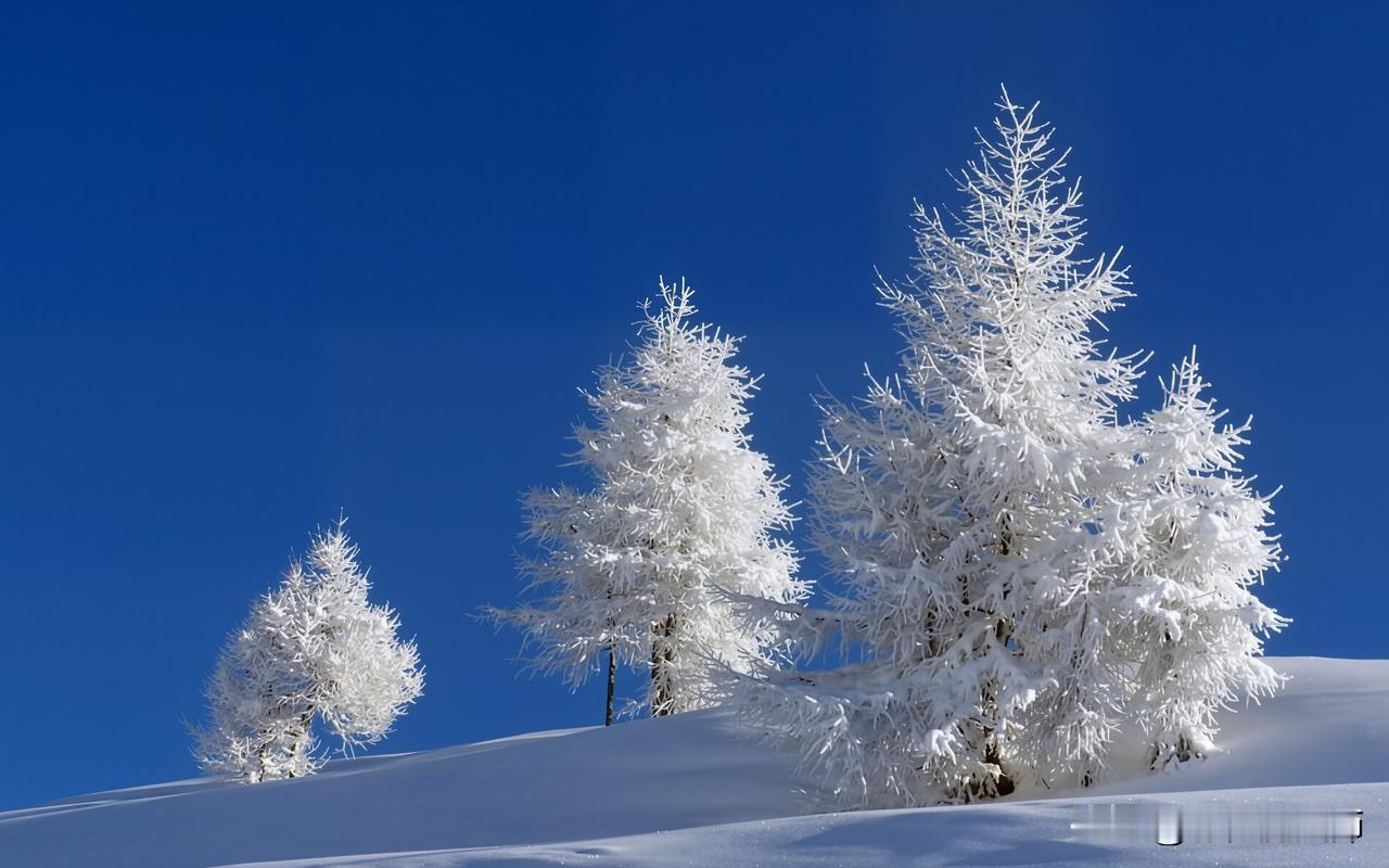 雪覆盖的松树，蓝天下好美啊！