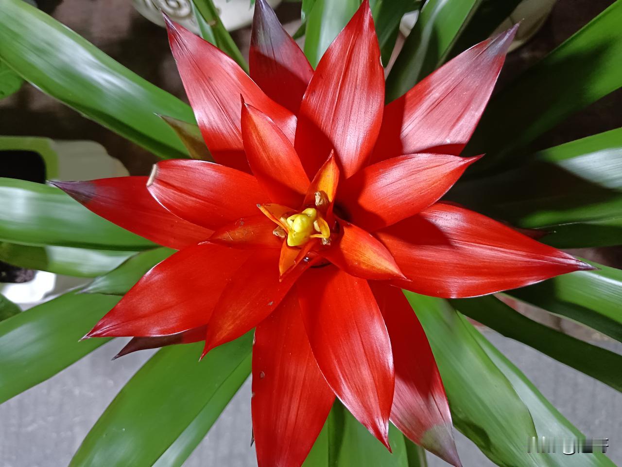 年猪宴完全可以成为乡村旅游的新亮点，它既承载着传统民俗文化，又能满足游客对乡土体