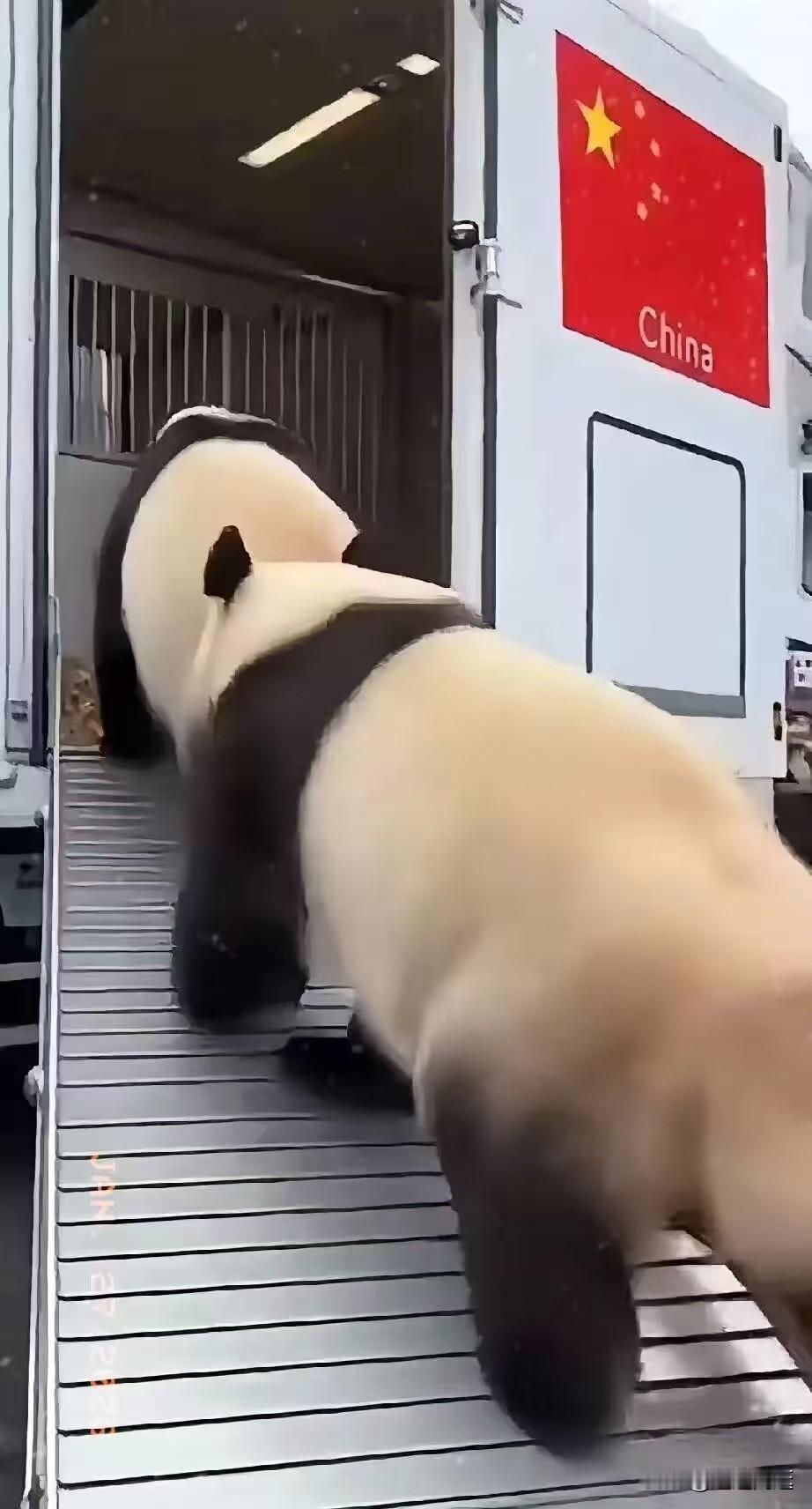 1月27日，旅日大熊猫启程回国，当贴有五星红旗的集装箱车停在上野动物园门口的时候