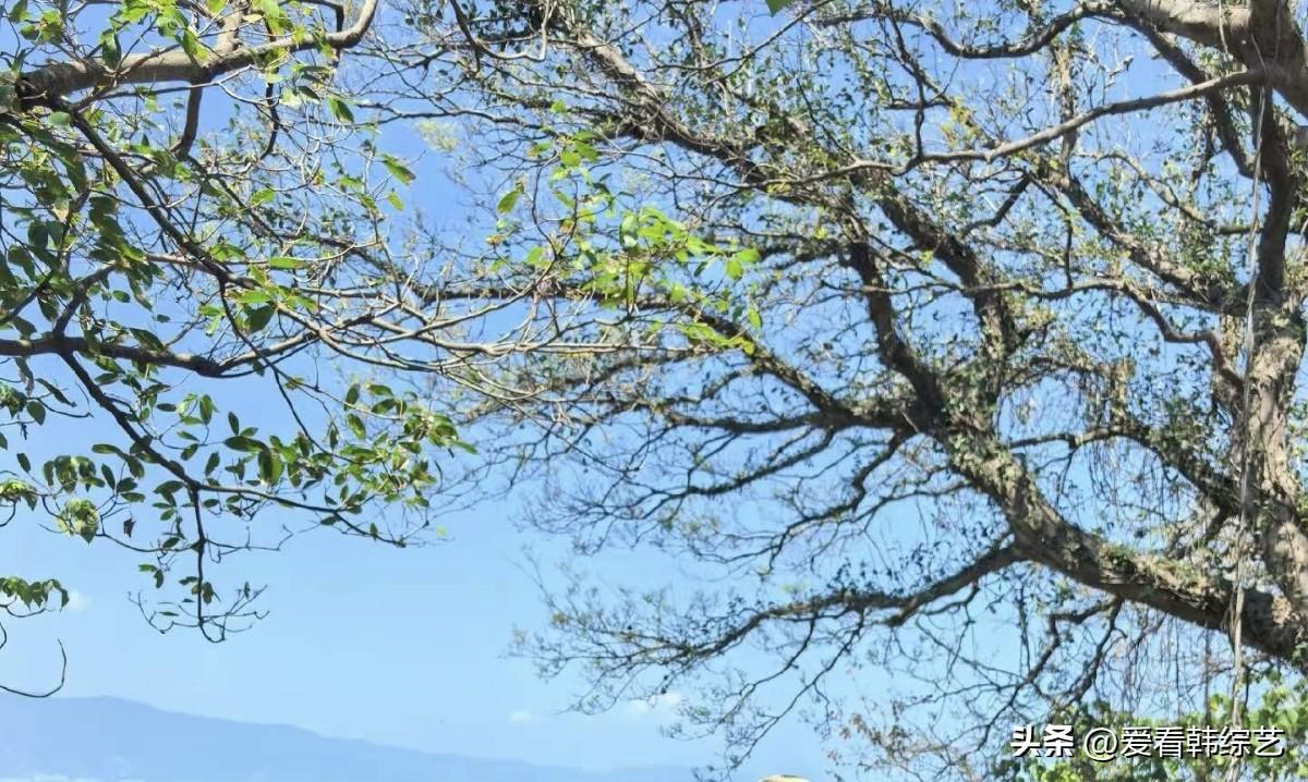 集卡领红包枝桠在透蓝天幕里织出疏网，新叶沾着日光的脆绿，风掠过梢头时，光影轻晃。