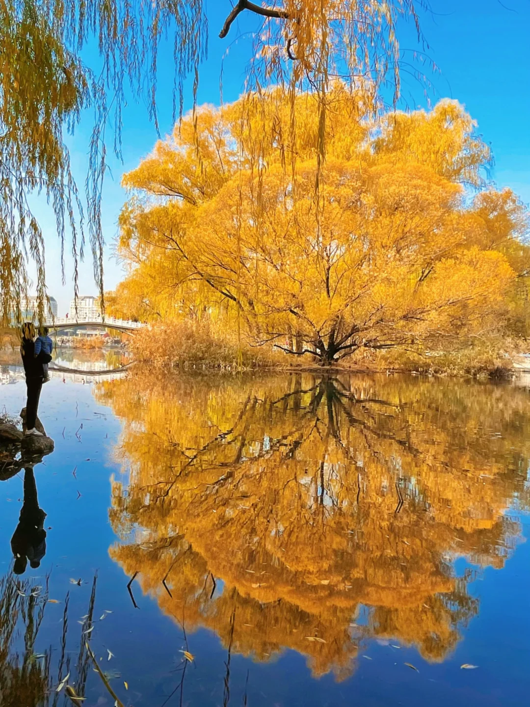 北京的秋天这些路线才是精髓，去完再离开！