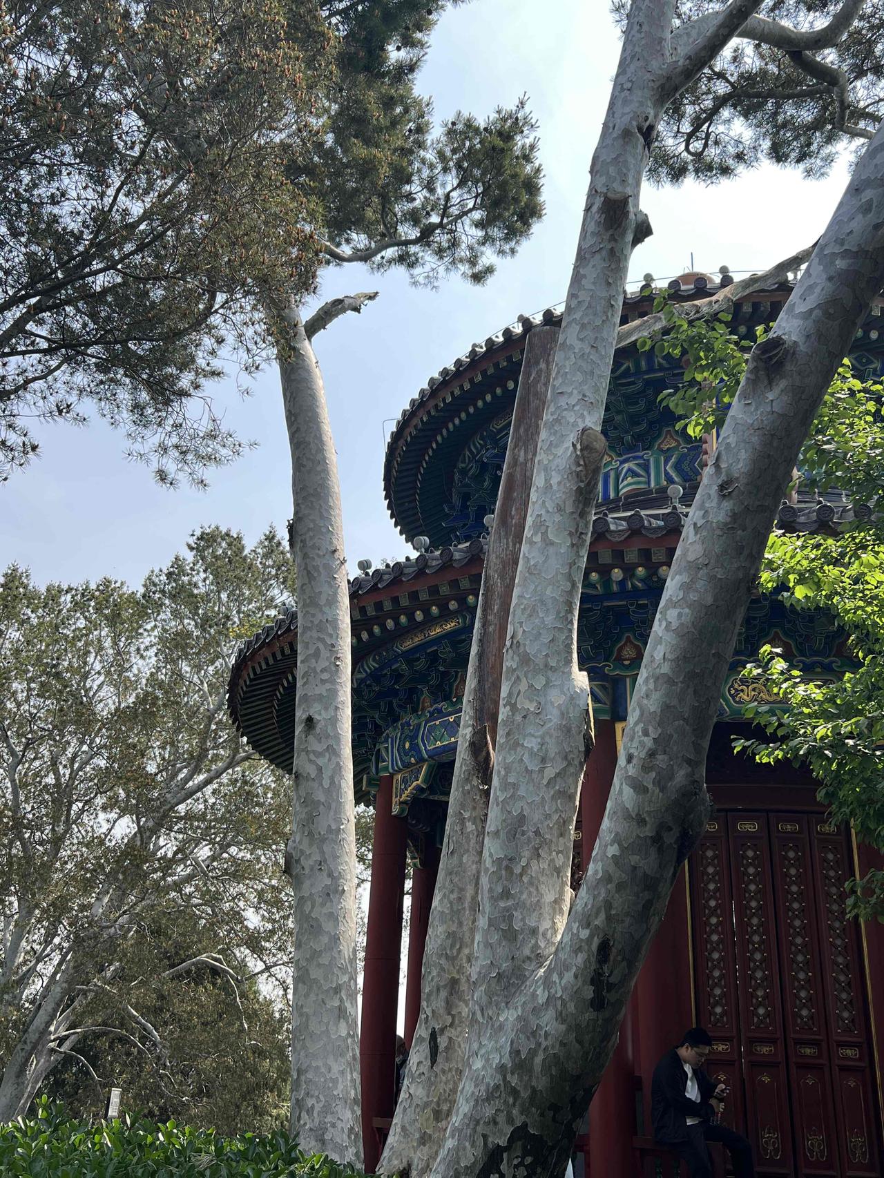景山公园不大，山也不高，却是卧虎藏龙之地。这里现存的古白皮松密度最大，远超故宫、