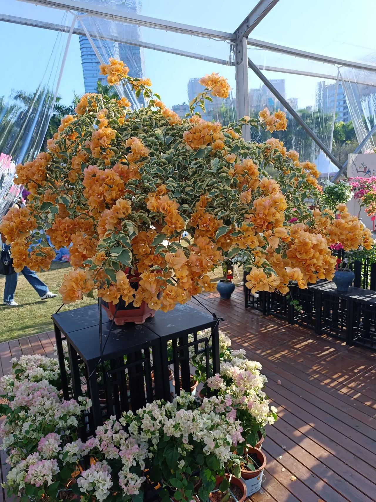  
深圳簕杜鹃花展周
橙花与绿植搭配，
尽显自然之美！🌸🌿