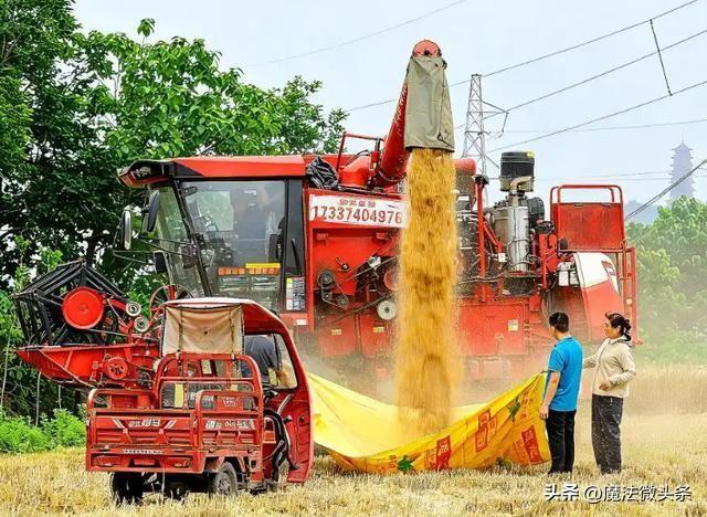 河南人待客火了，农机手被投喂，热饭瓜果管够，不收完绝不走。

近日，一场河南麦收