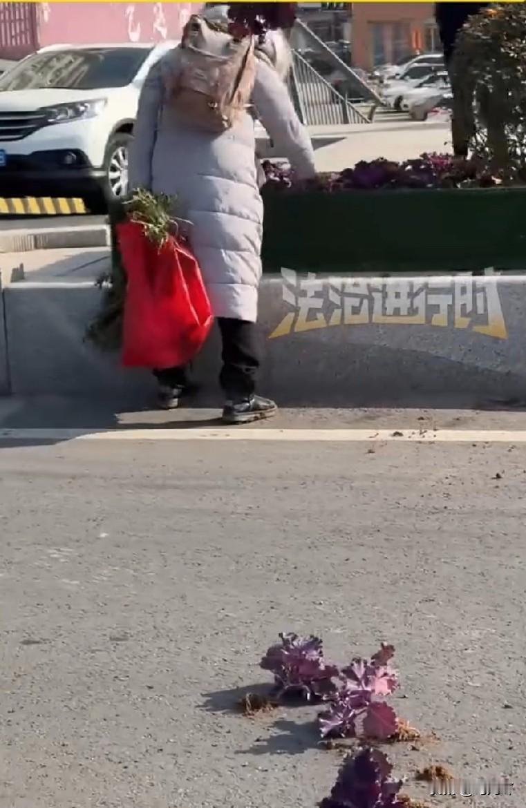 不知道这个老仙女又受啥刺激了，把绿化带里的花苗拔下扔得到处都是！

11月20号