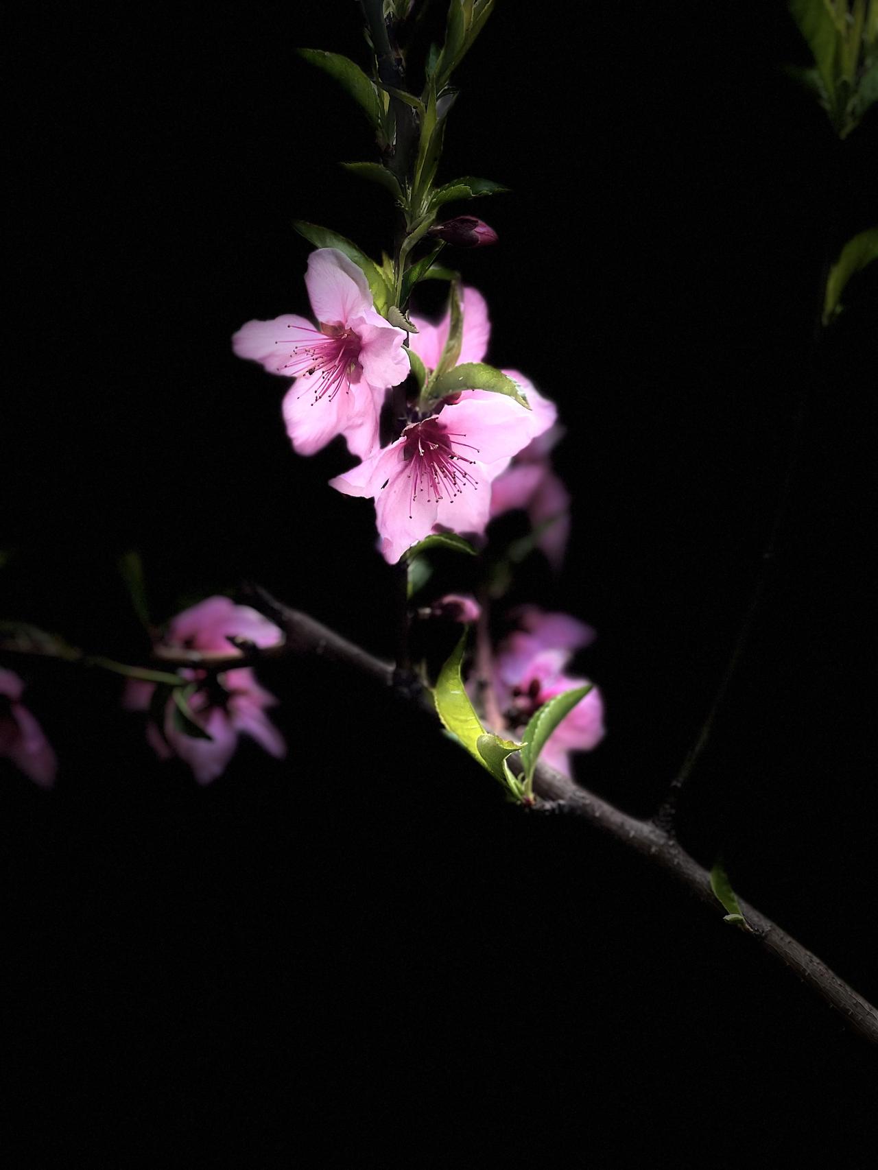 发一张你相册最近拍的花