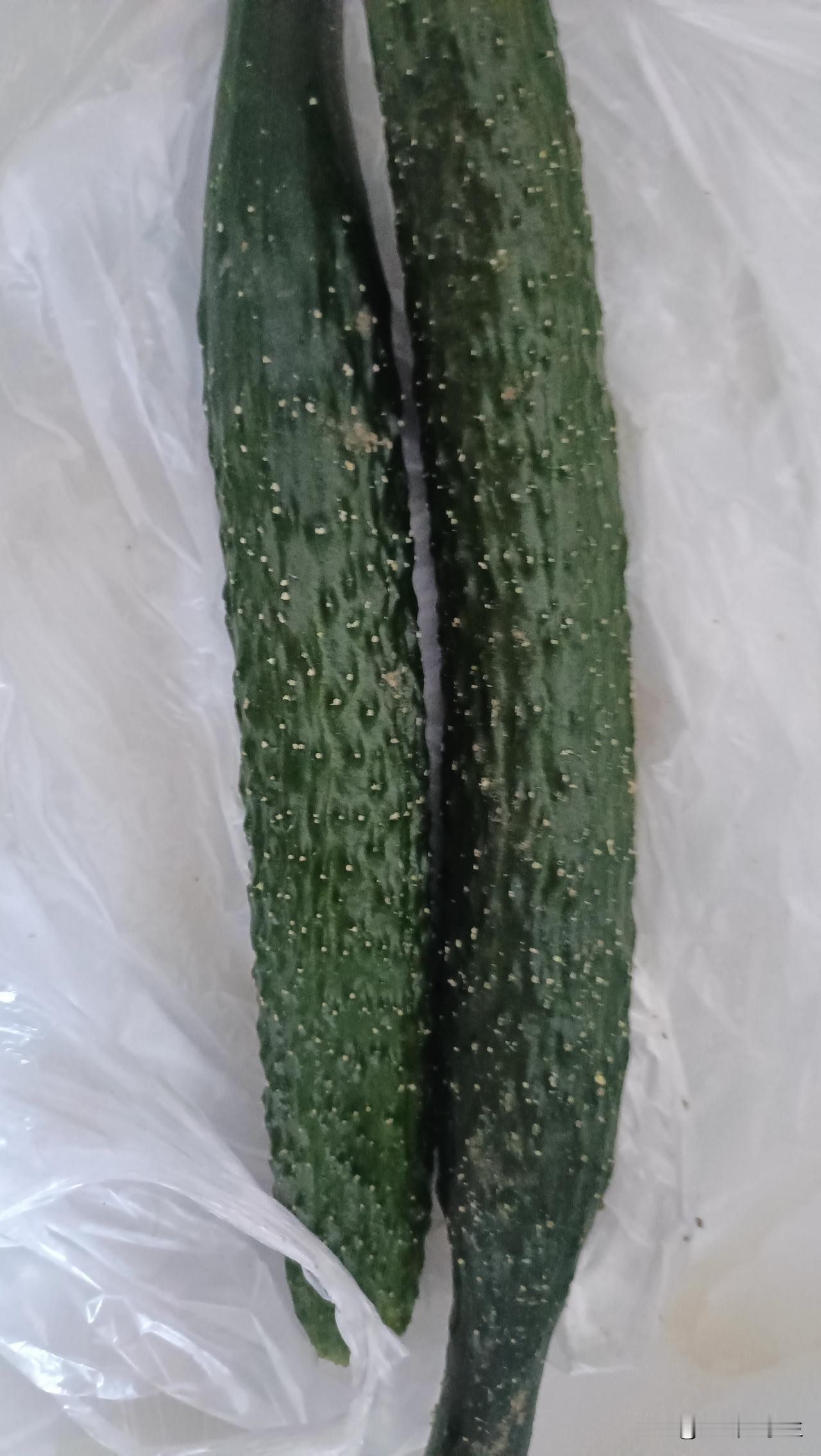 猪肉便宜，蔬菜也便宜了，别说应季的小葱菠菜蒜苔，就连西红柿黄瓜油菜生菜……都很便