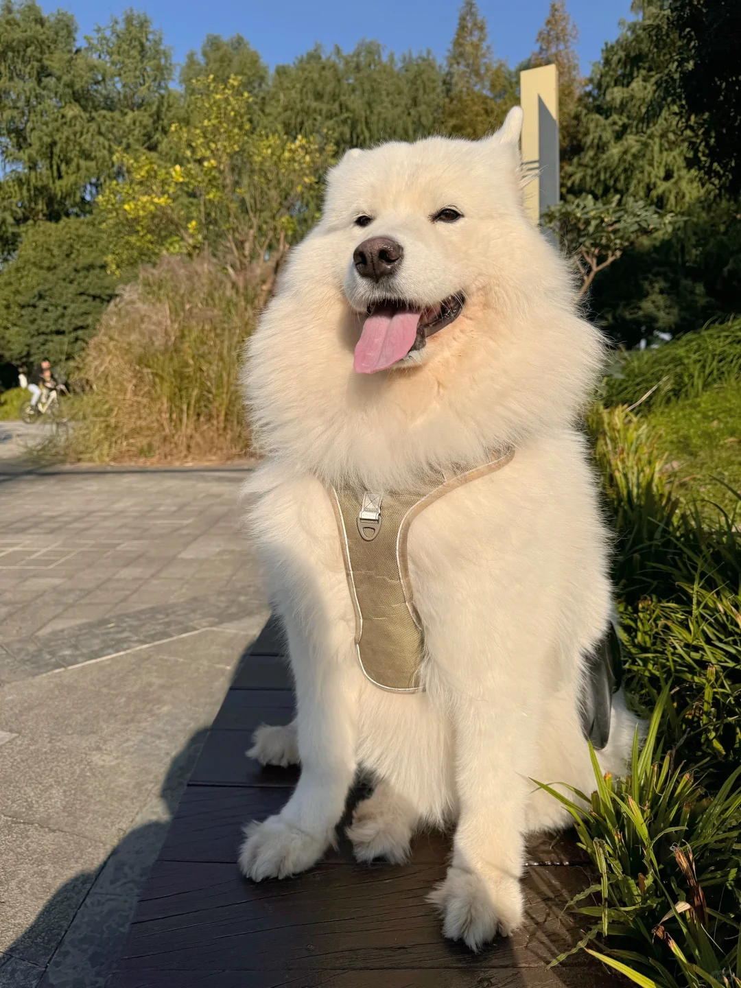 今天是出门的快乐小狗！