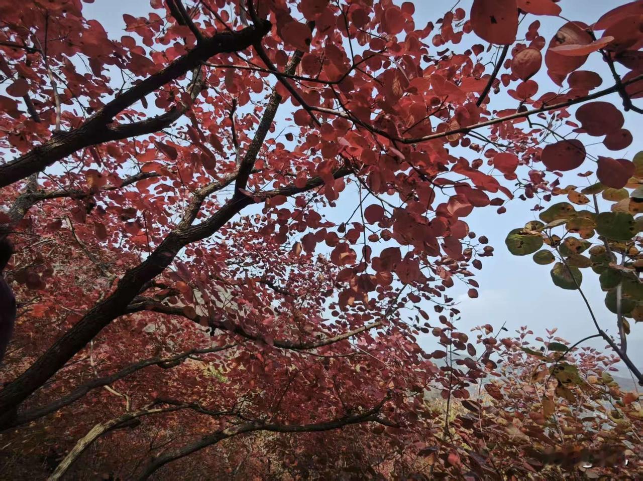 都说北京今年的红叶因为雨水大质量不好，特意周末去了坡峰岭看了看，出乎意料红叶还不