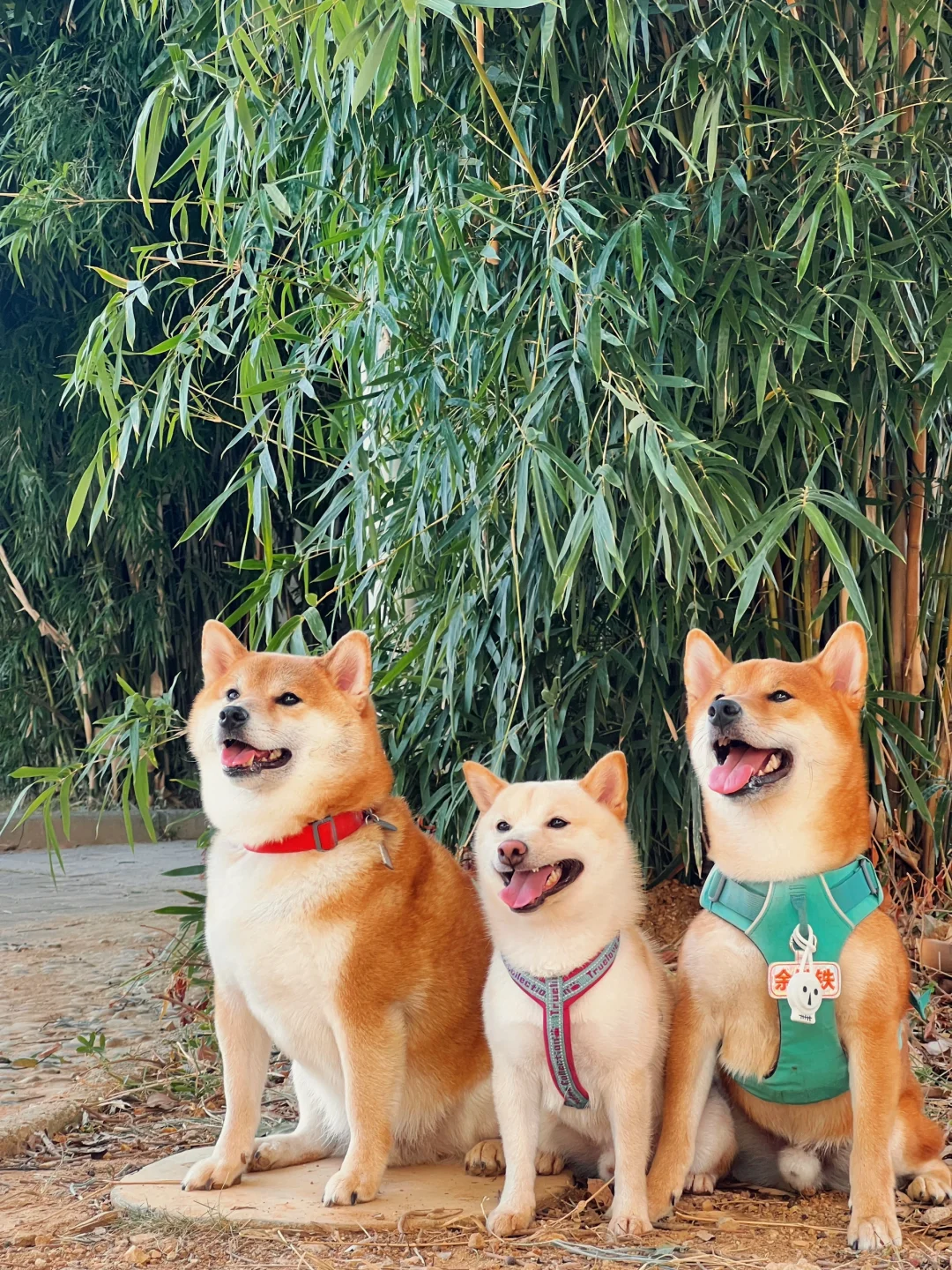 这么可爱的小狗我竟然有三只！