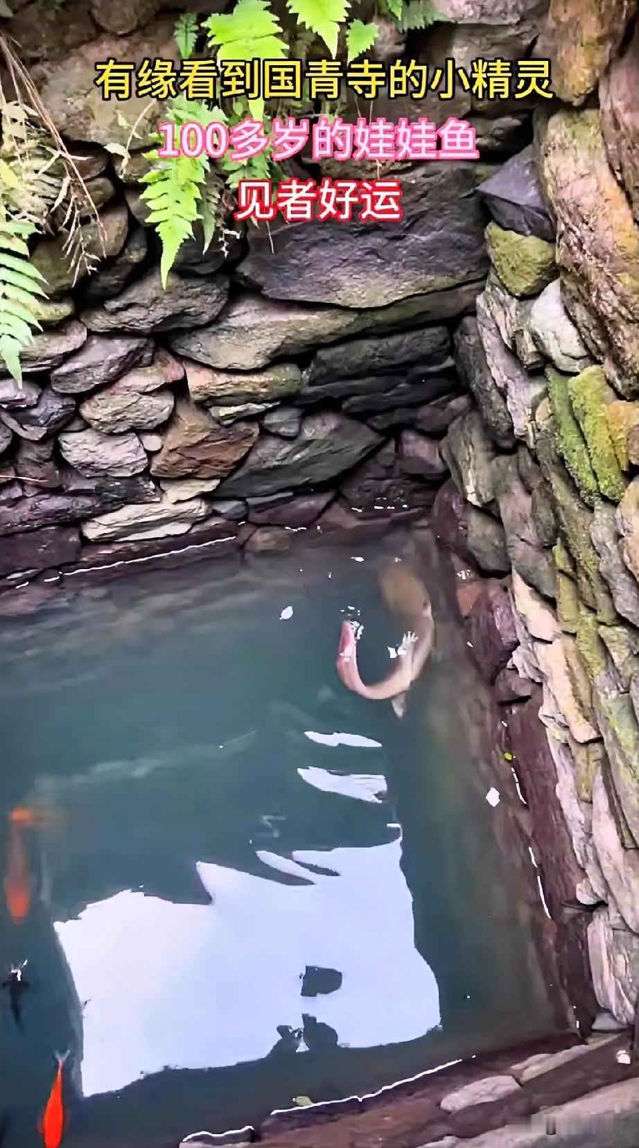 国清寺惊现娃娃鱼，胡说八道，小时候去玩压根没有，也从来没有人说有娃娃鱼。100多