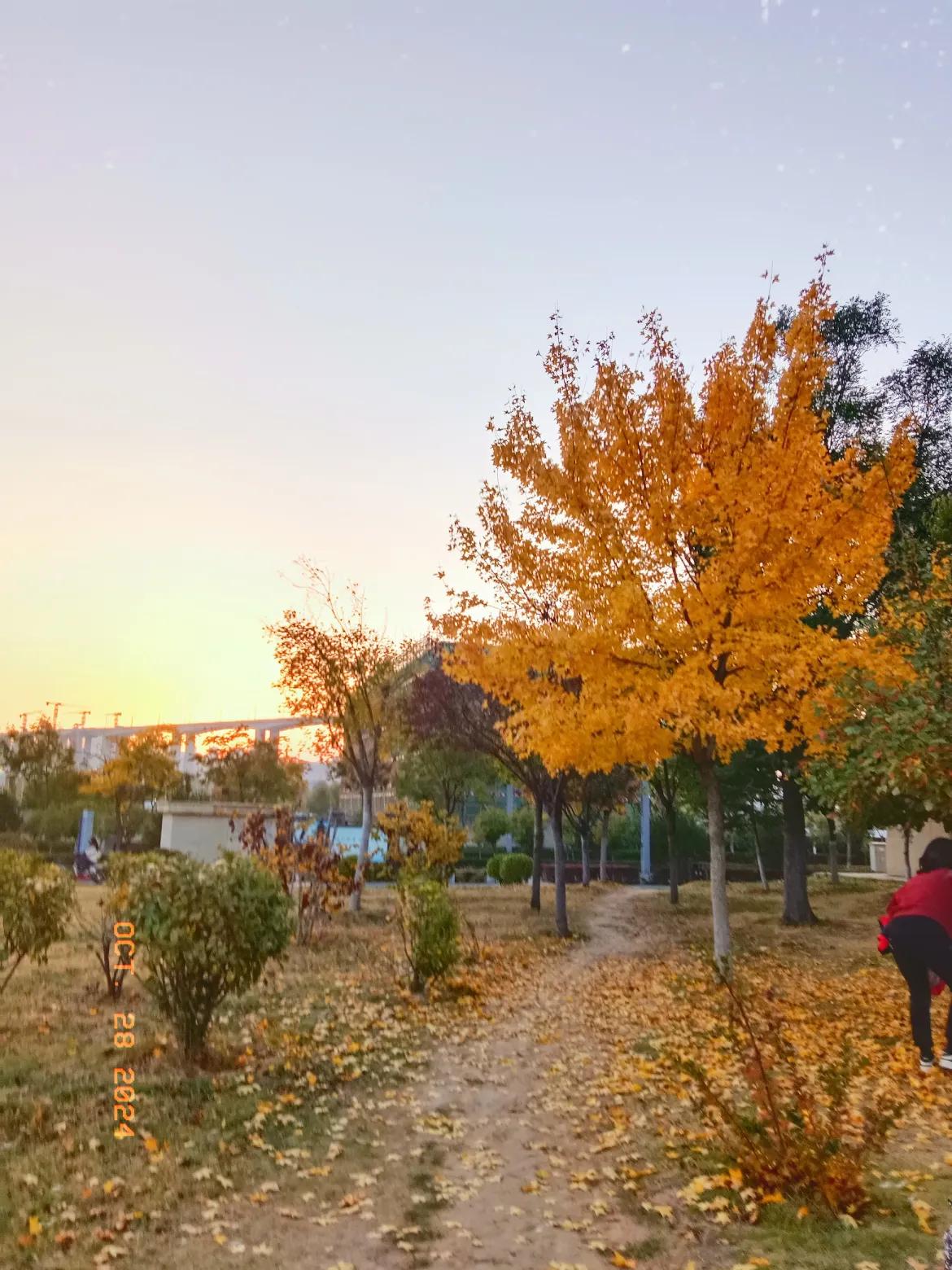 #让树叶变黄的是季节,还是温度?#
让树叶变黄的是季节，还是温度？
让树叶变黄的