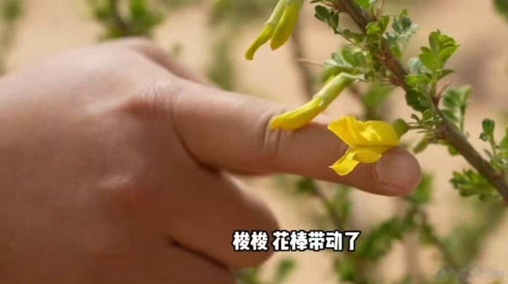  被中国人的沙漠植树奇迹震撼了黄沙漫天变绿洲，大漠深处起青绿。一代代中国人扎根荒