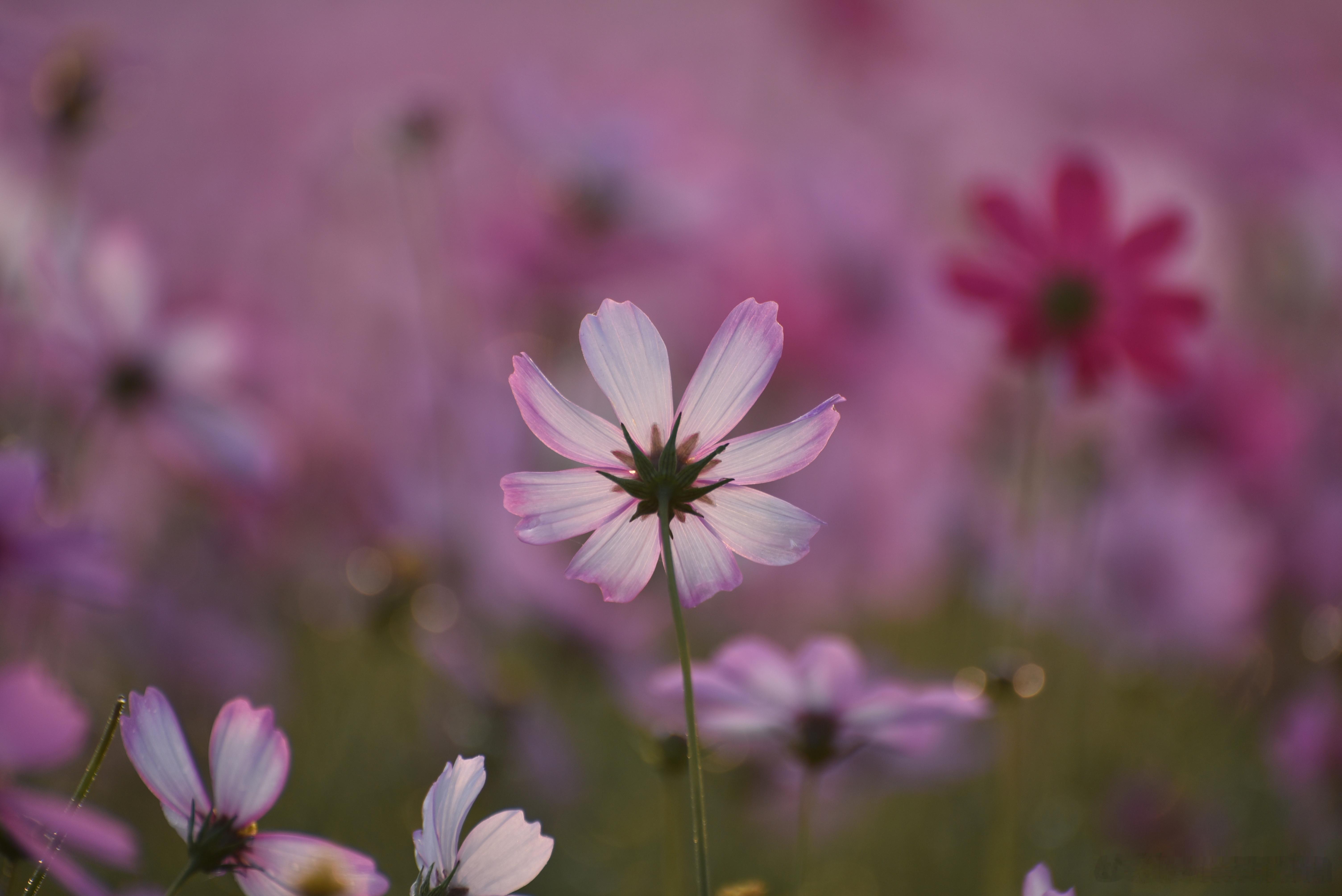 摄影技巧[超话]  格桑花花语：幸福、美好时光、吉祥、怜取眼前人、坚韧不拔   