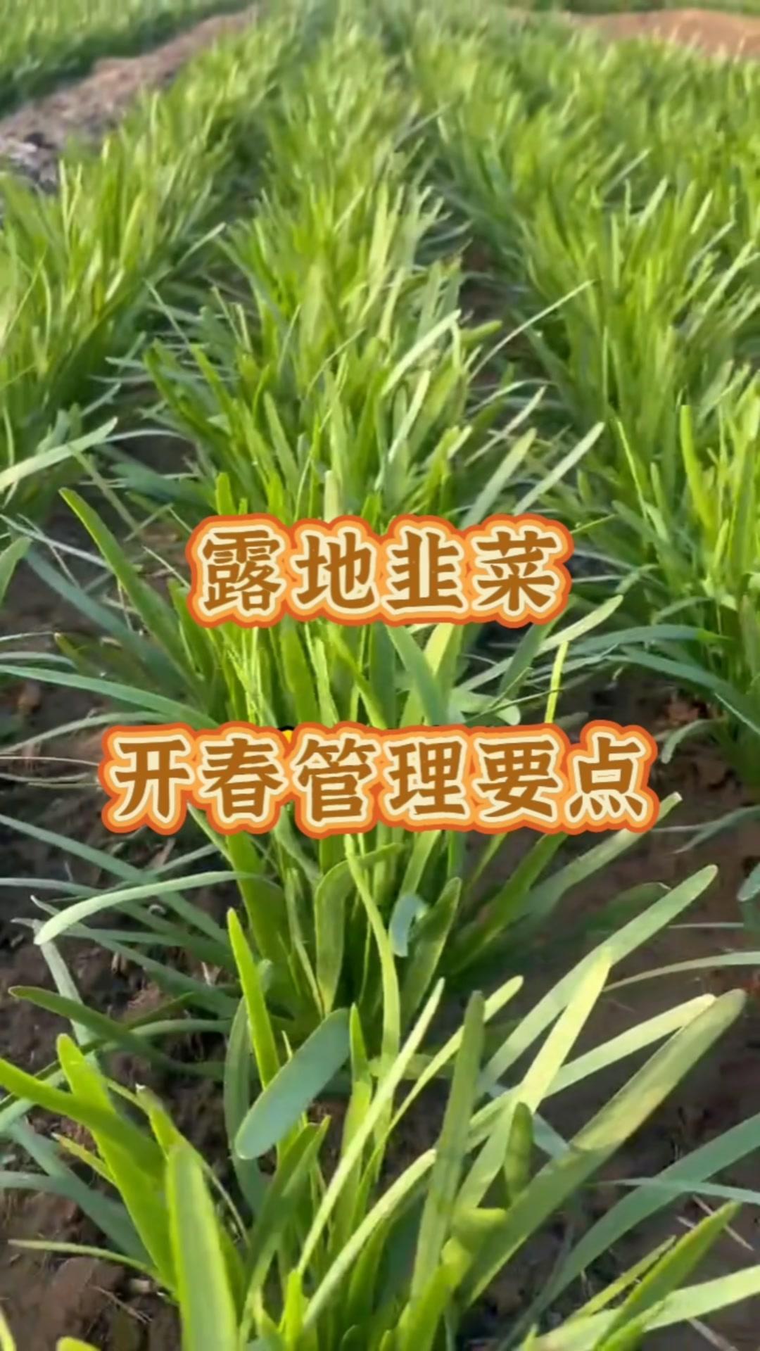 1️⃣清除枯叶杂草，平整土地，提高地温。

2️⃣浇返青水，视土壤墒情而定，土壤