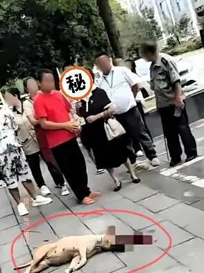 遛狗不拴绳，大狗咬伤路人❗️
男子自保摔死伤人犬
大妈反倒指责被咬者
遛狗牵绳是