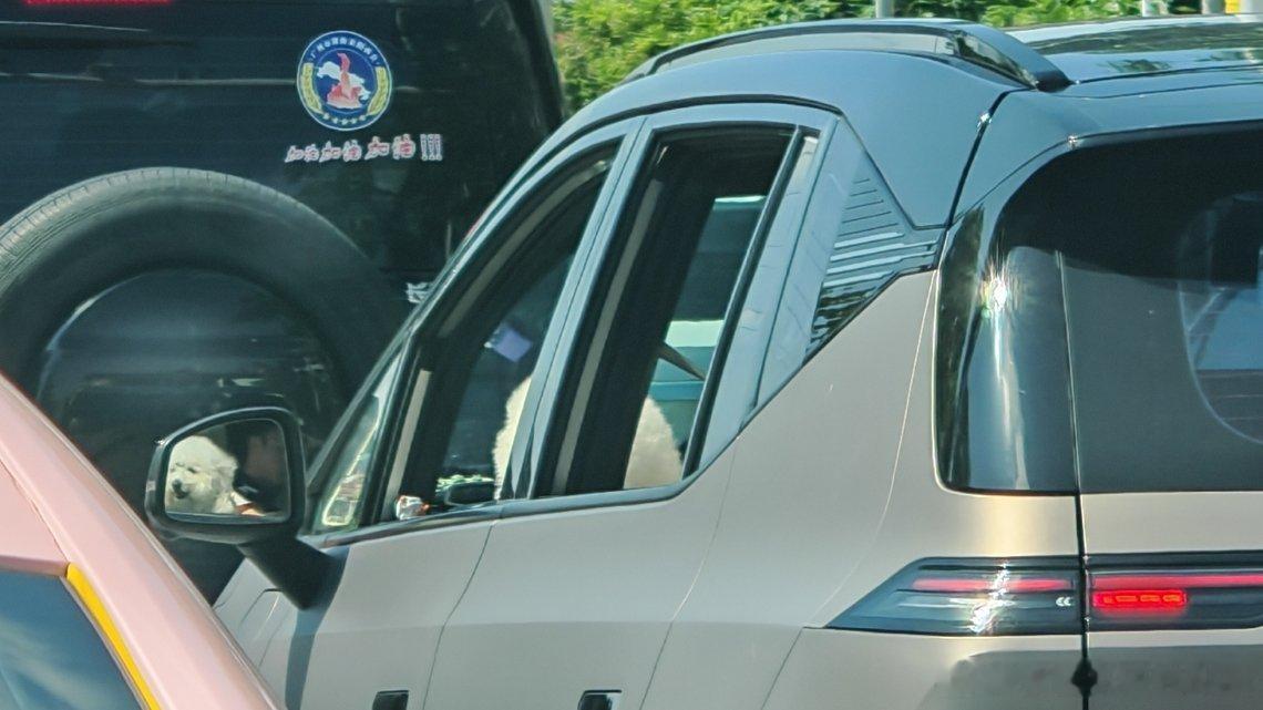 起猛了，还以为狗在开车