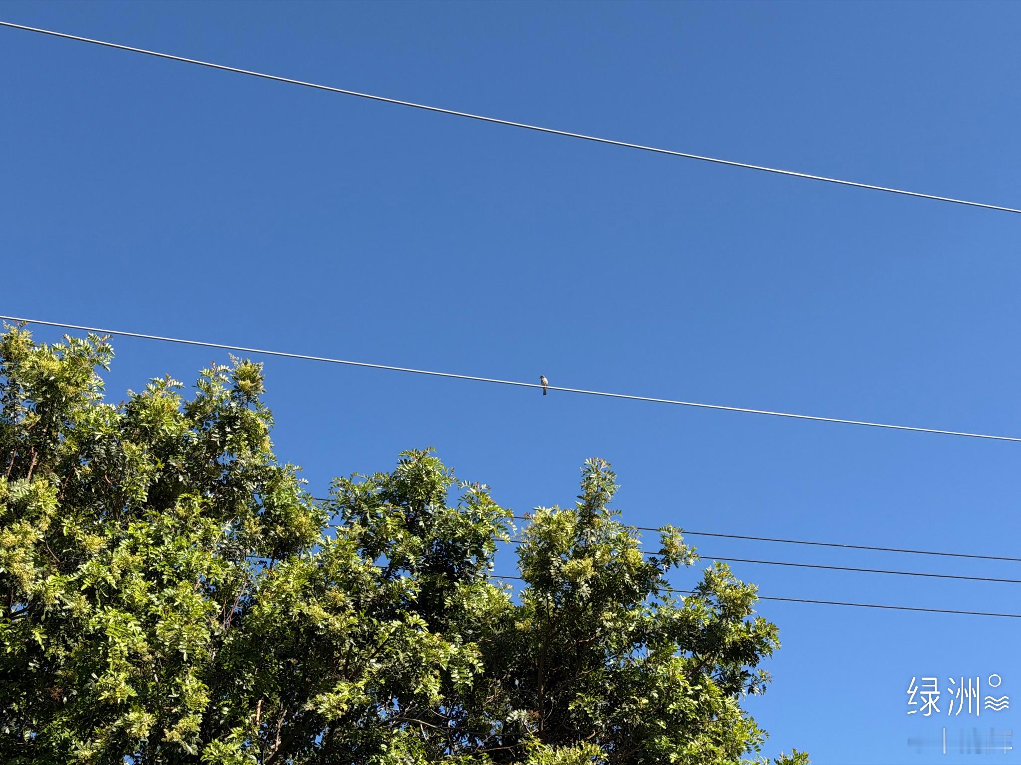 总在记忆里  （1605）：昊然去世后，天空中每一只鸟，都是我的孩子。宋昊然大画