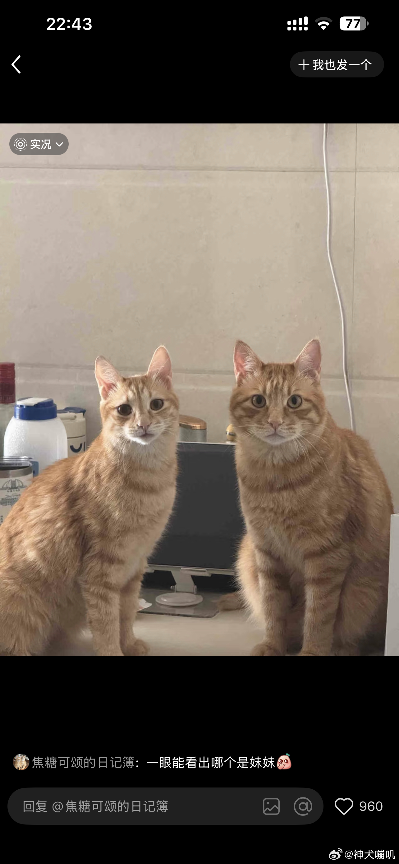 男猫女猫真的很容易看出来 
