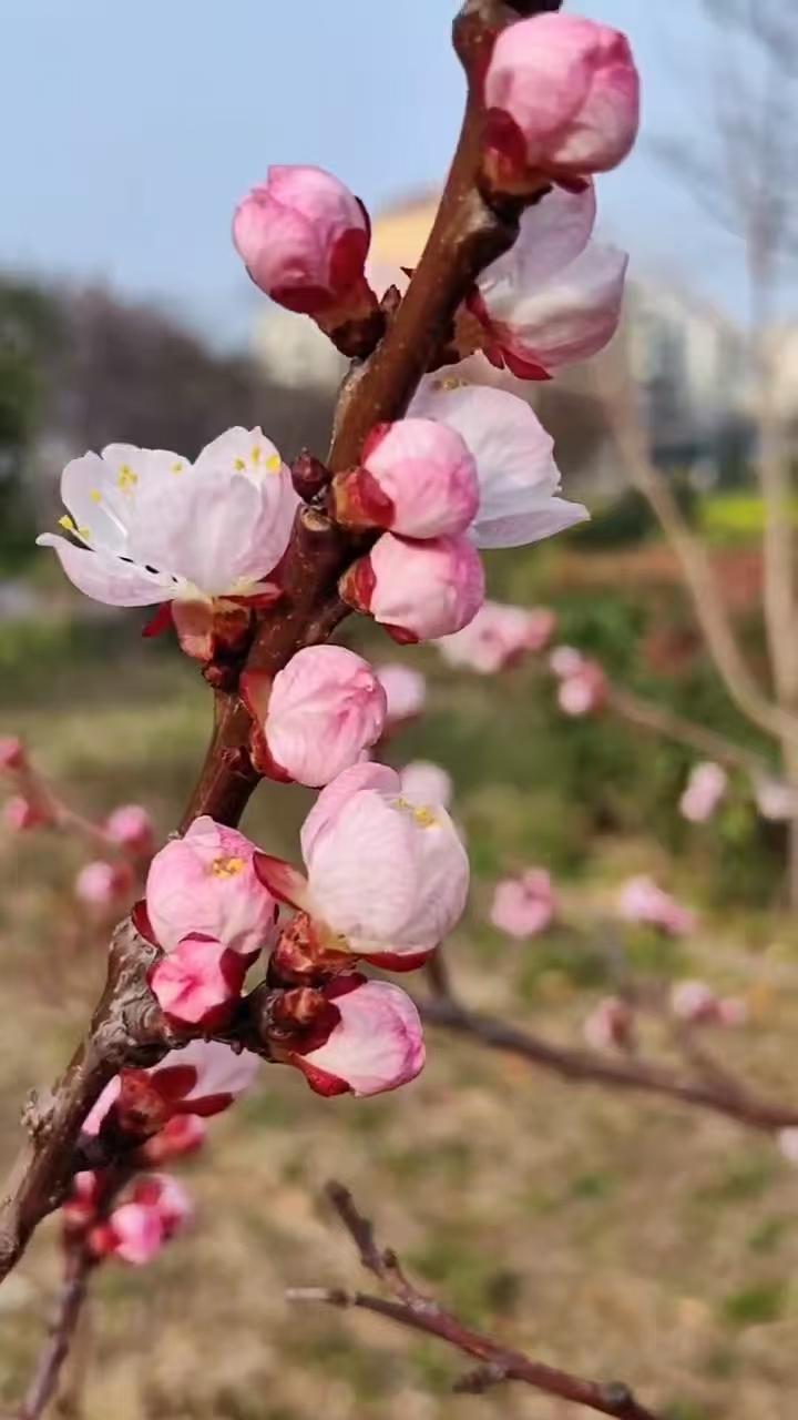 西江月•花谢枝丫暖2582
作者/平常心
（2026.4.11.18:30）
日