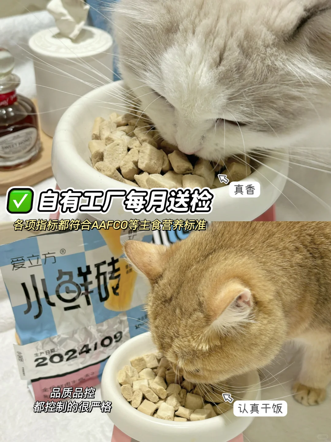 新手养猫，遇到挑食小猫怎么办！