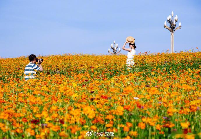【成都兴隆湖畔格桑花开了】近日，四川成都。天府新区兴隆湖畔大片橙黄花海层层铺展，