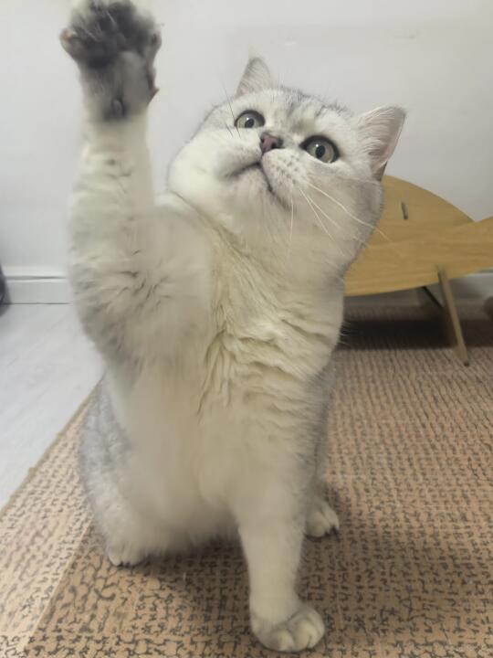 十万火急！求推荐挑食怪猫咪吃的主食冻干！