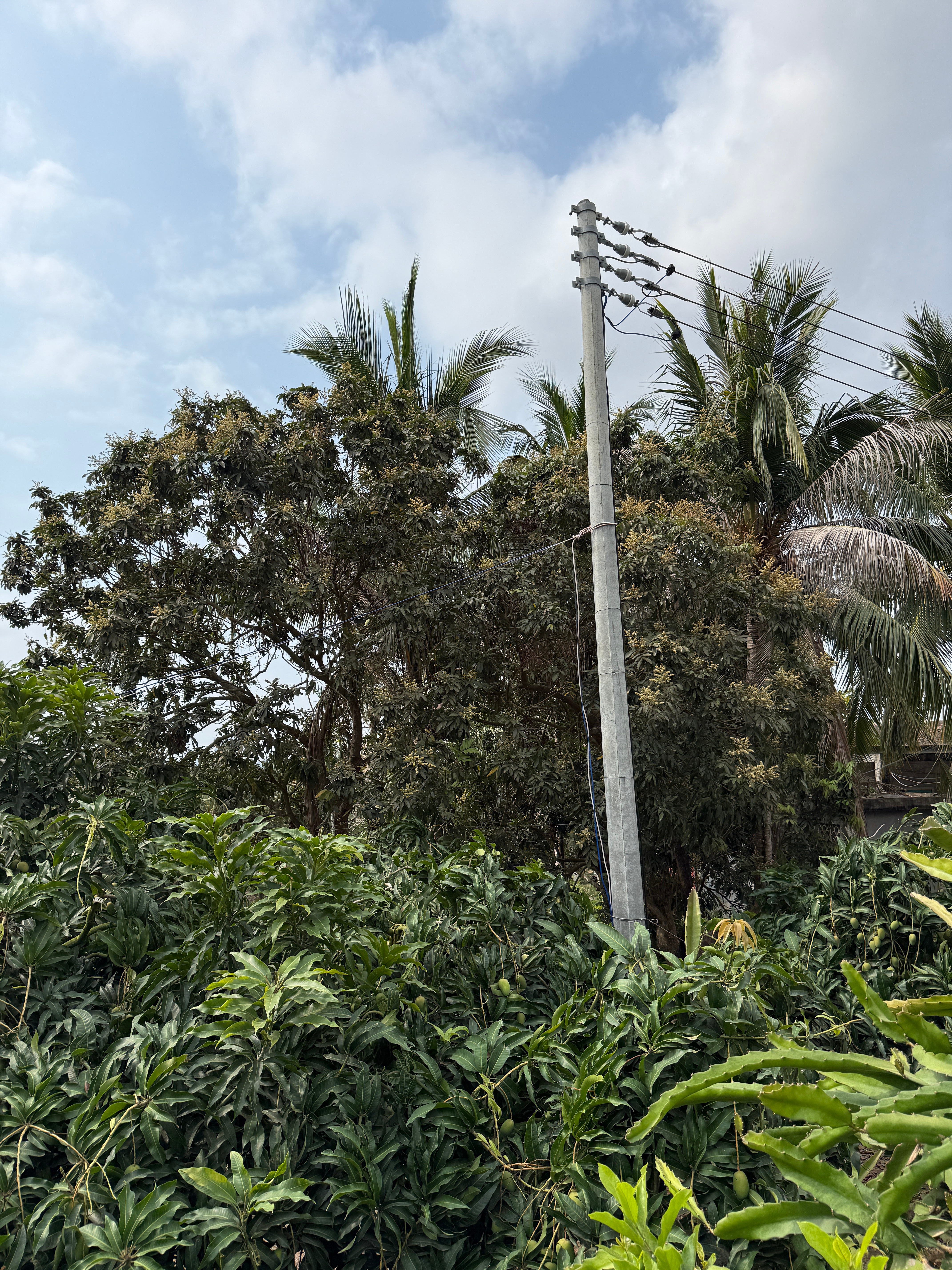 在海南扫墓的一个优势就是可以边吃水果边扫墓 劣势在于太热太晒