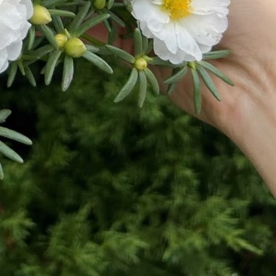 0000椰子白种植1. 土壤准备：椰子白喜欢疏松透气的环境，最好选择排水良好的沙