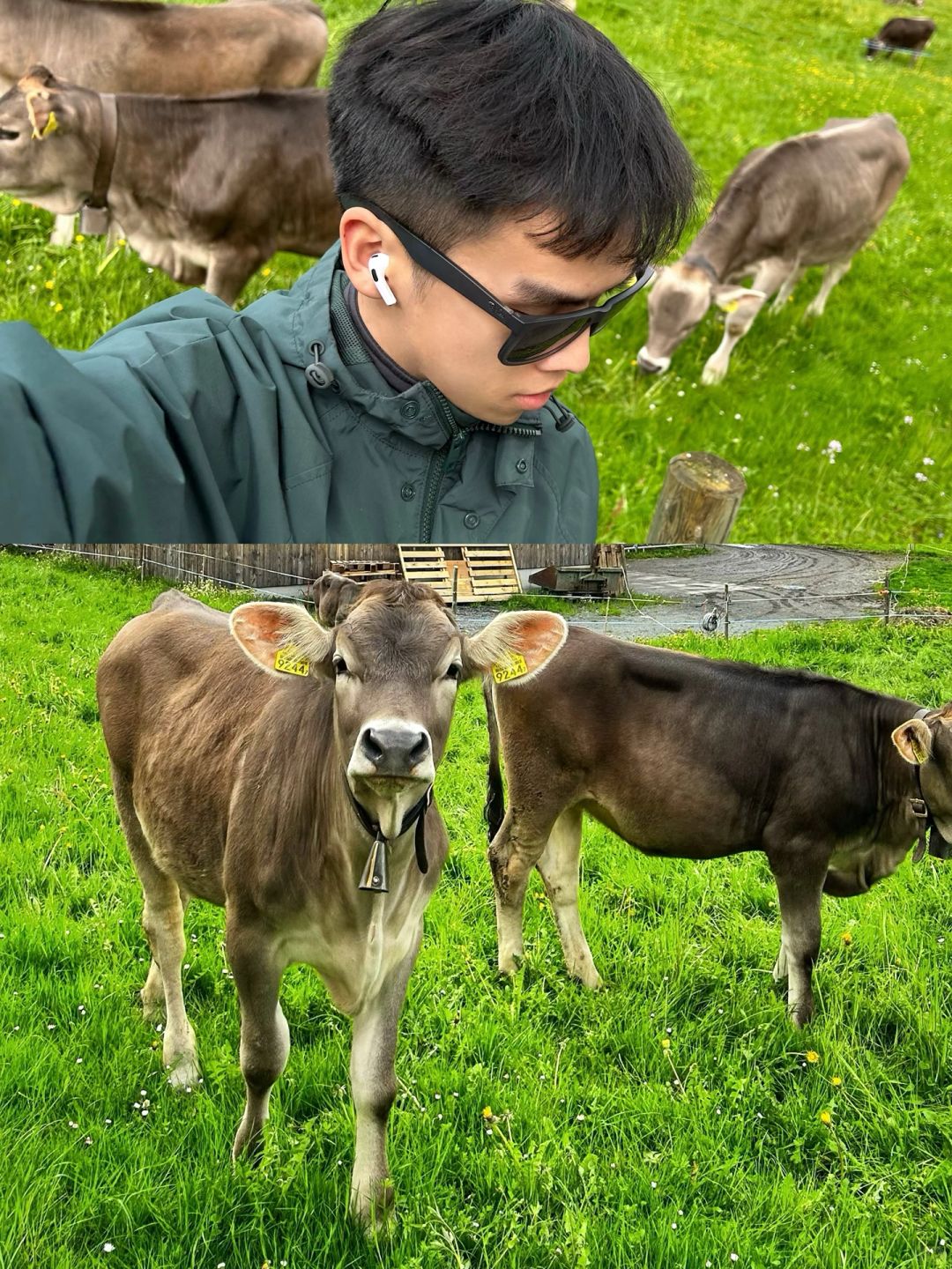 🇨🇭瑞士免费旅行｜我休学去放牛的生活