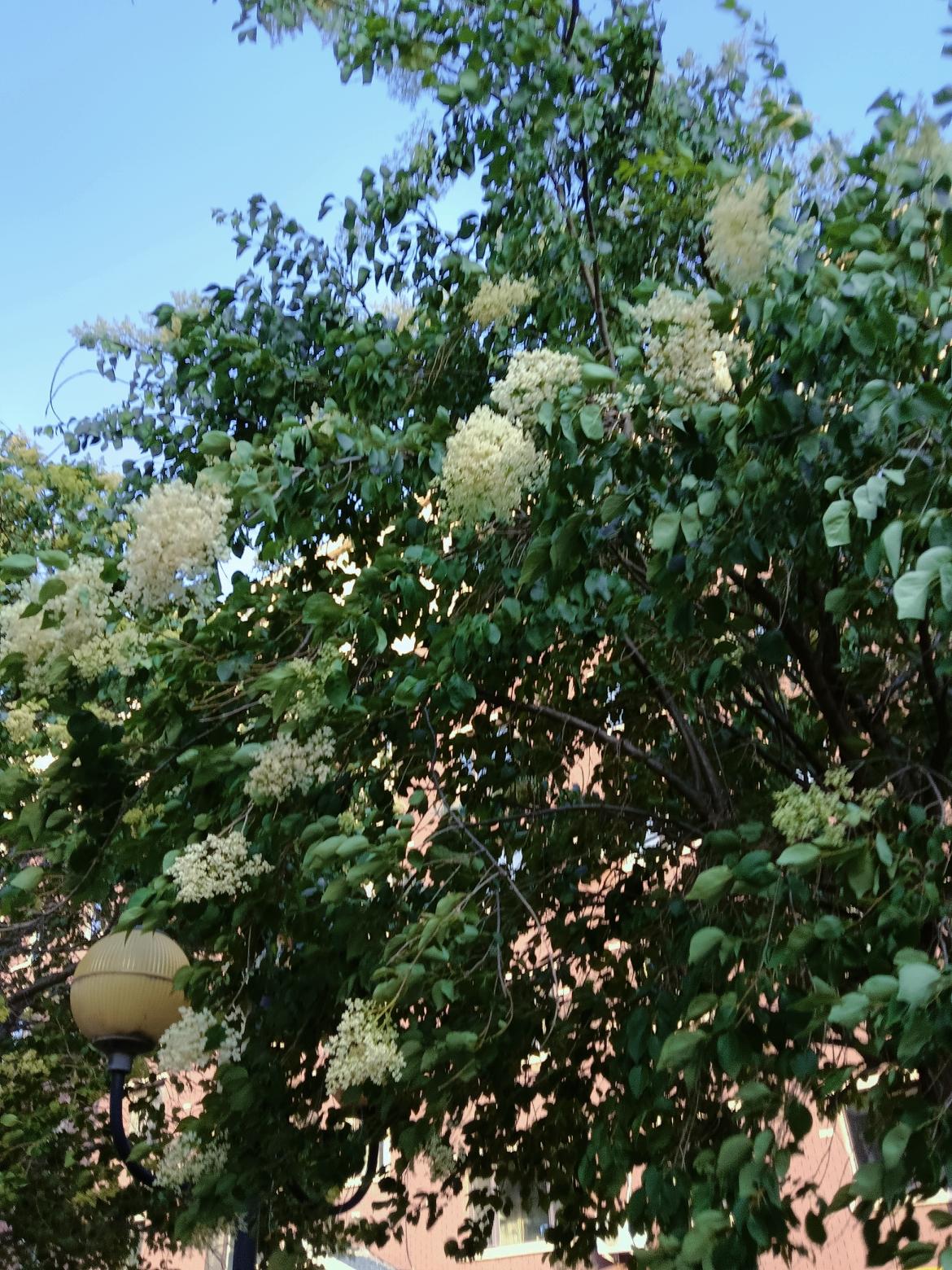 繁花似锦的夏日，绿意盎然的树影，静谧的午后时光。🌿🌸🍃这树开满了白色的小花