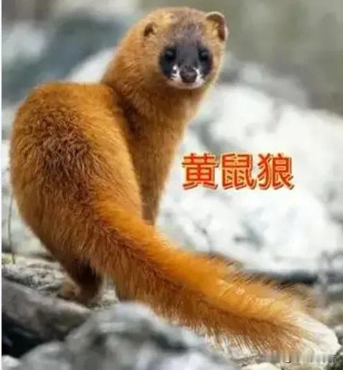 时评：黄鼠狼给大熊猫拜年意欲何为？倾销H20暗藏祸芯！

      前日，川普