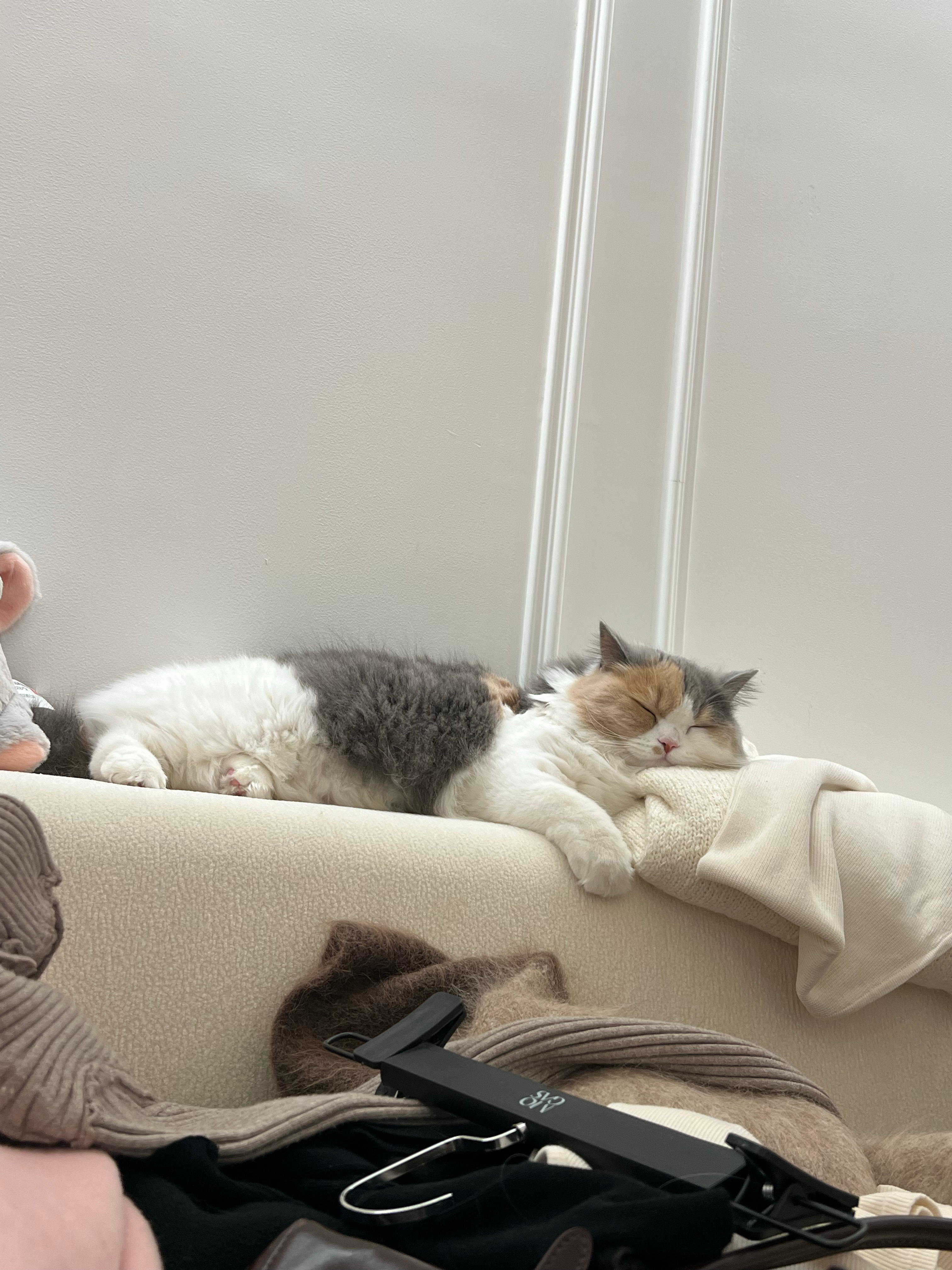 修图修到一半发现小宝就睡在我后面这样睡着 还会给自己找枕头可爱鼠了 